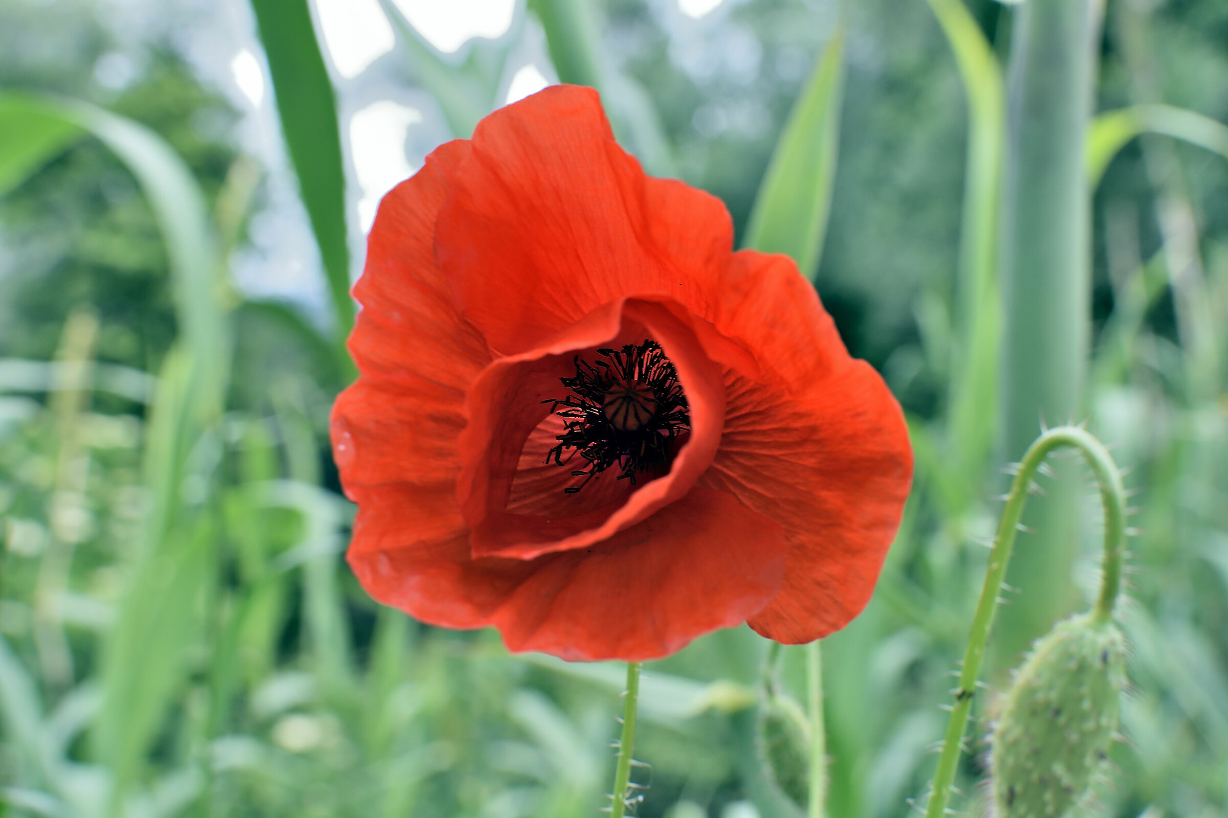 Poppy