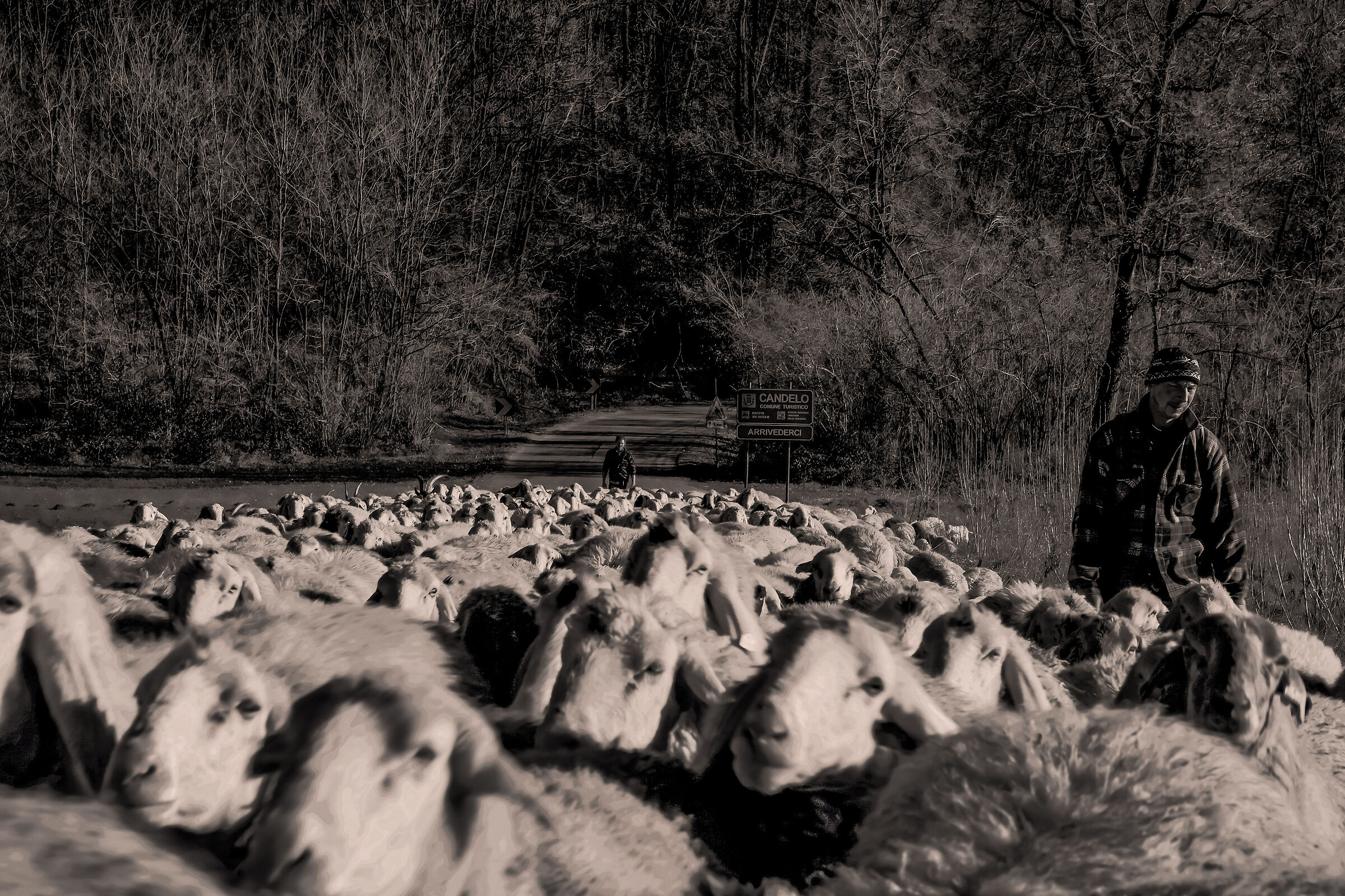 Overwhelming transhumance