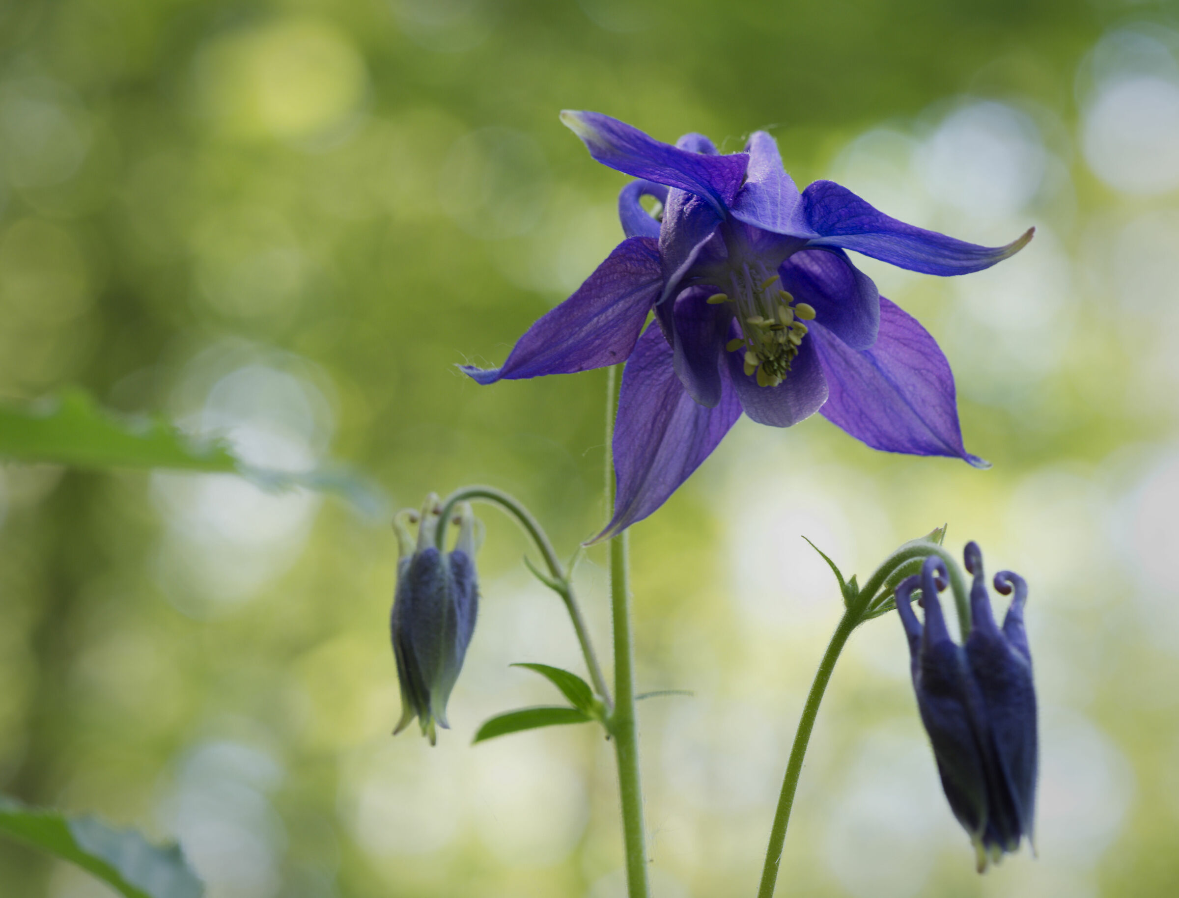 Aquilegia