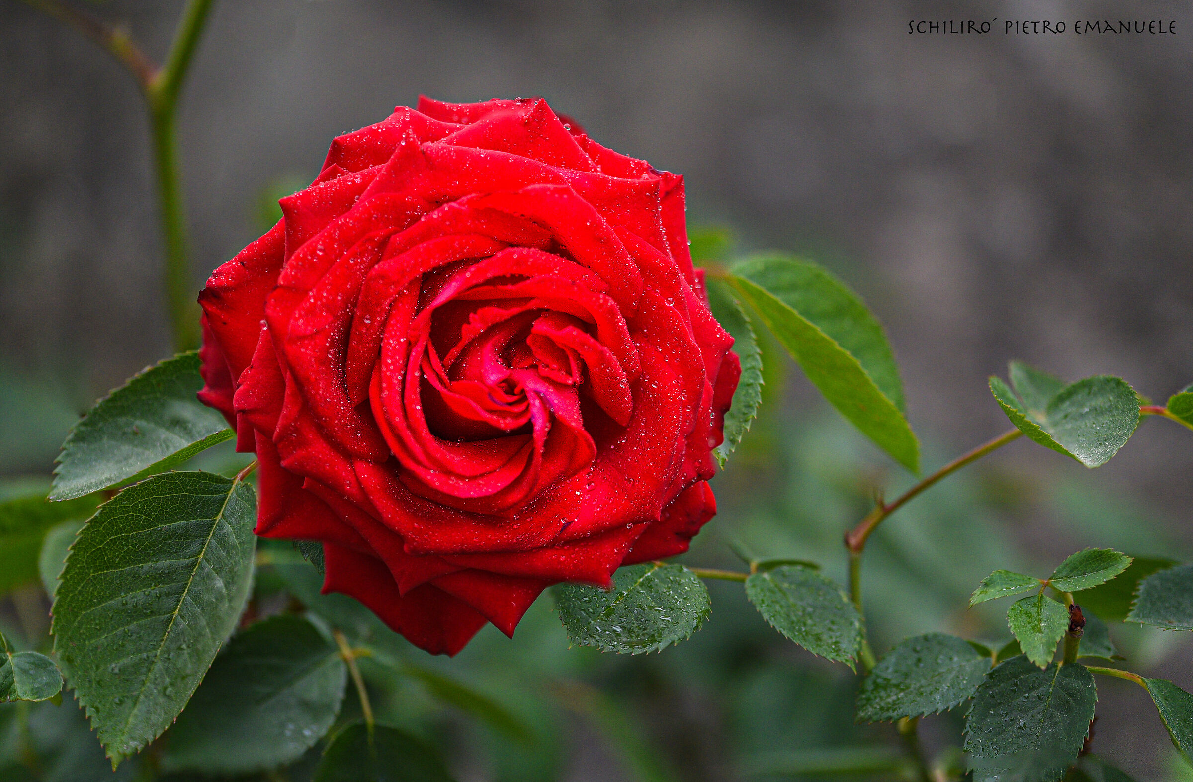 Elsa and Ivana's Rose