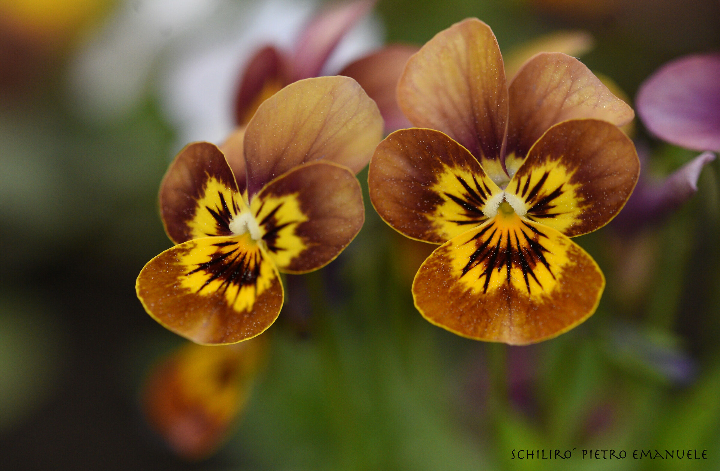 Two Lions for Friends