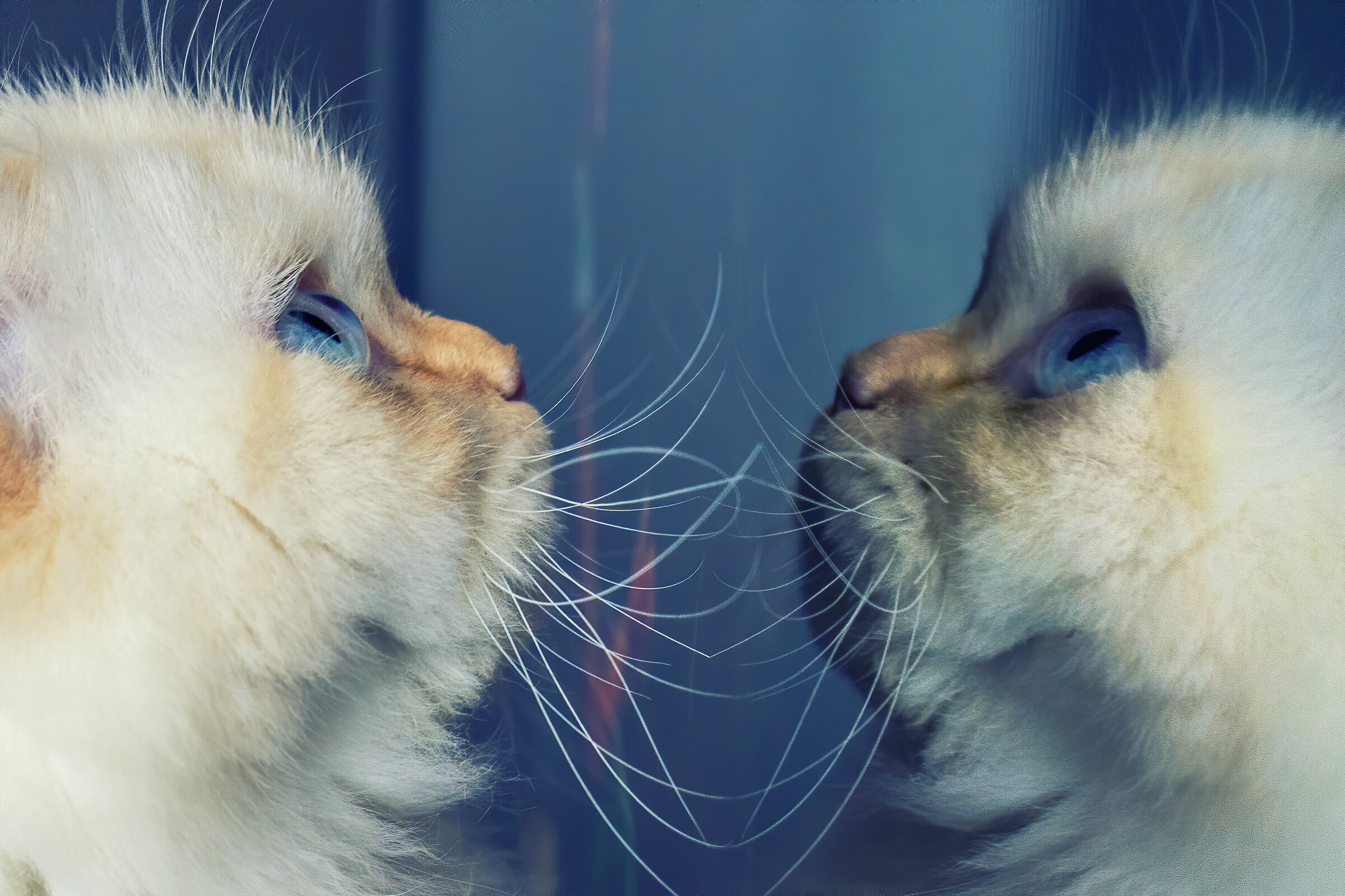 Gatto nello specchio