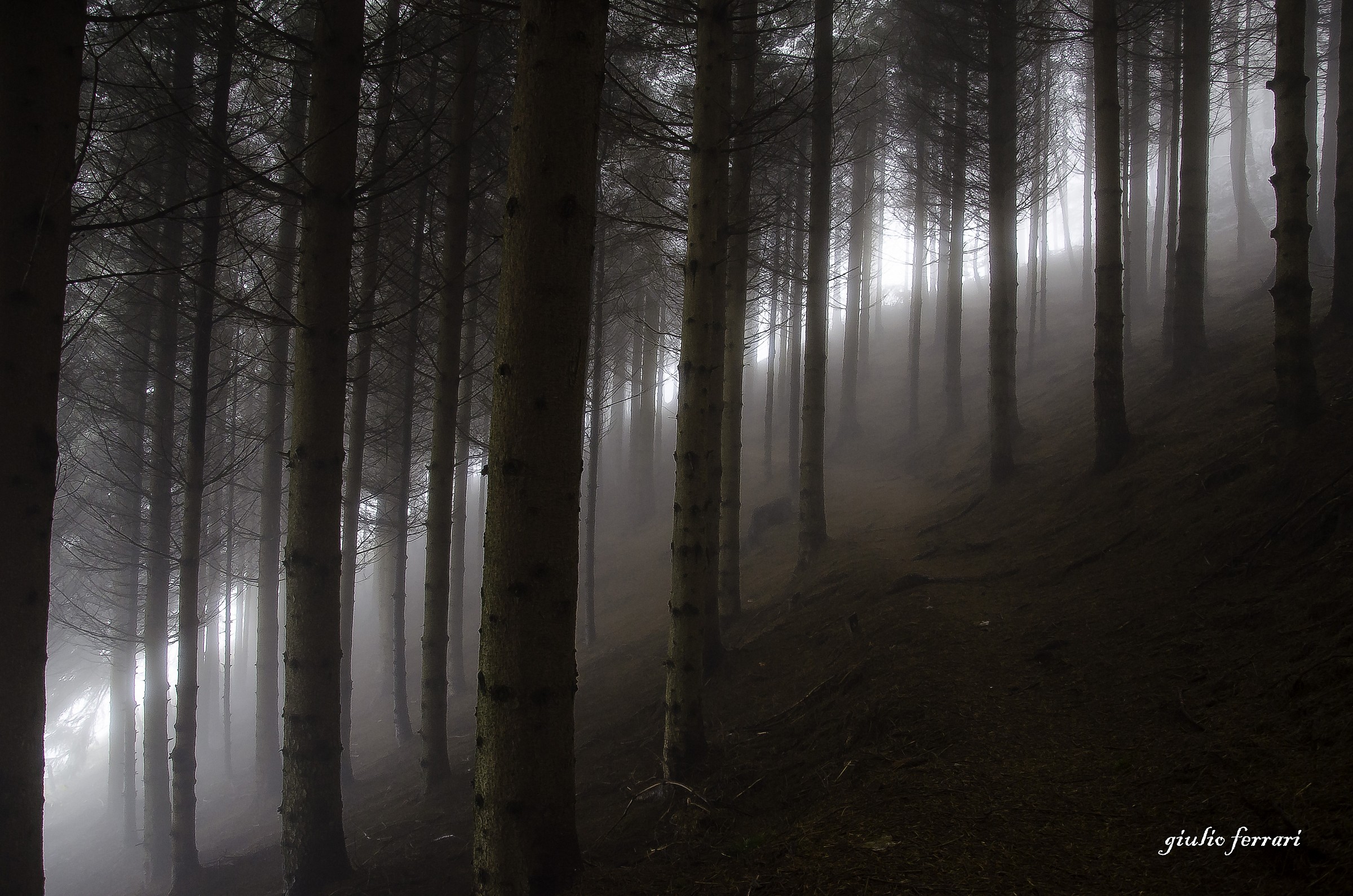 oltre il bosco c'è la luce