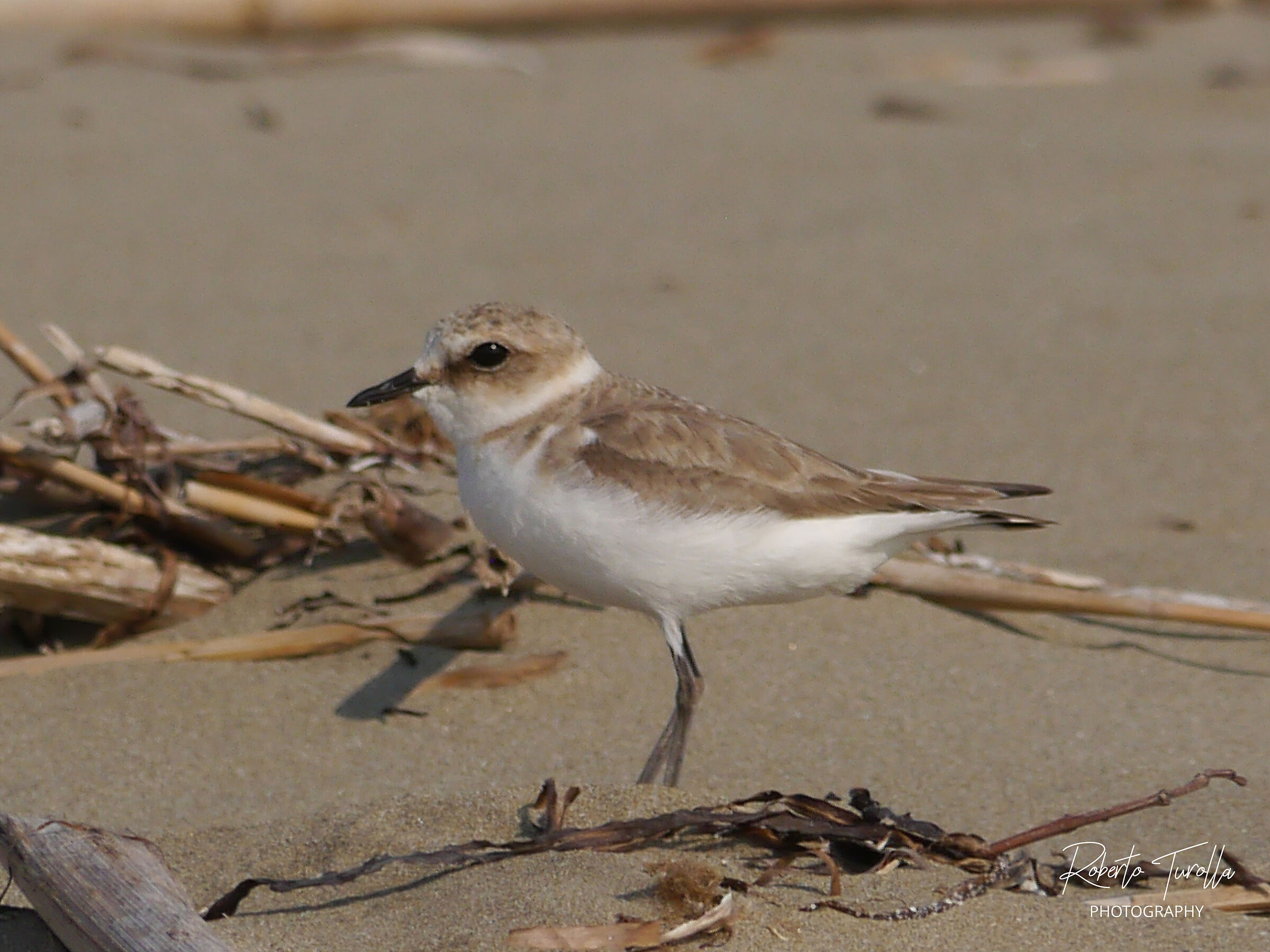 Fratino 1 - Lido di Venezia