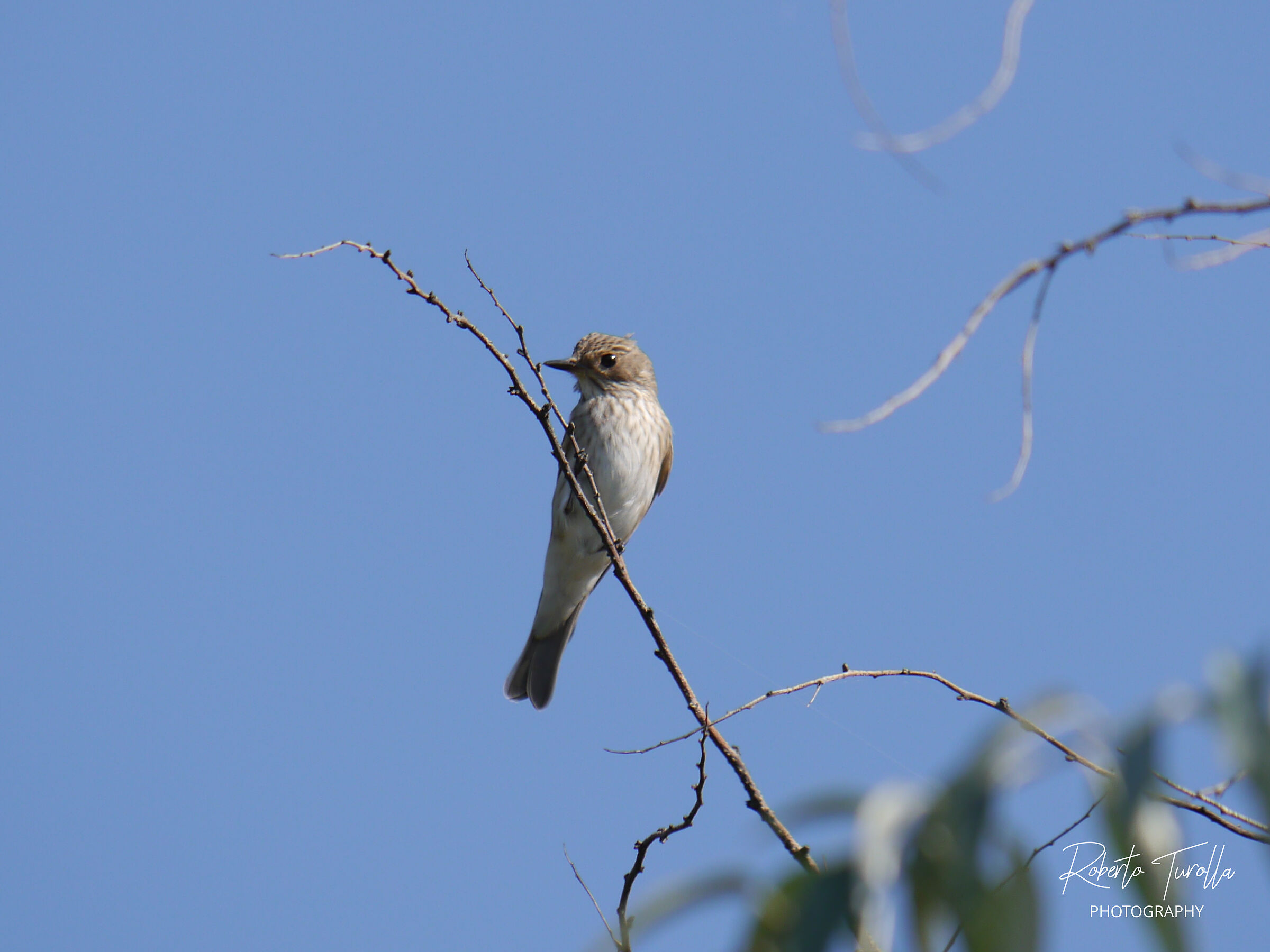 Pigliamosche - Lido di Venezia