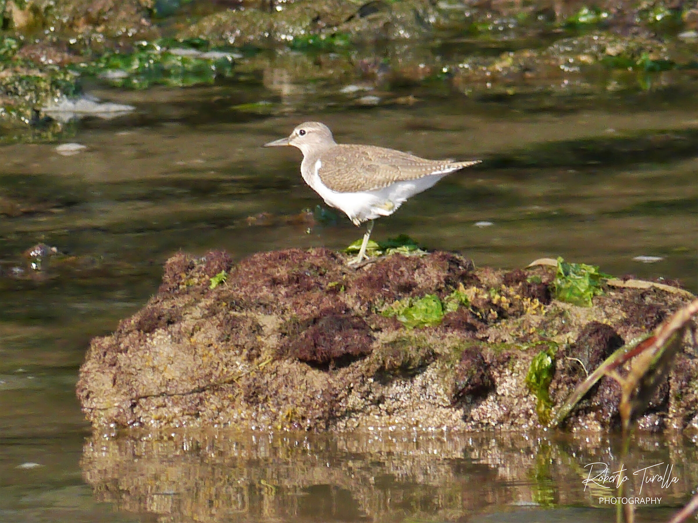 Pyro Pyro 1 - Venice Lido