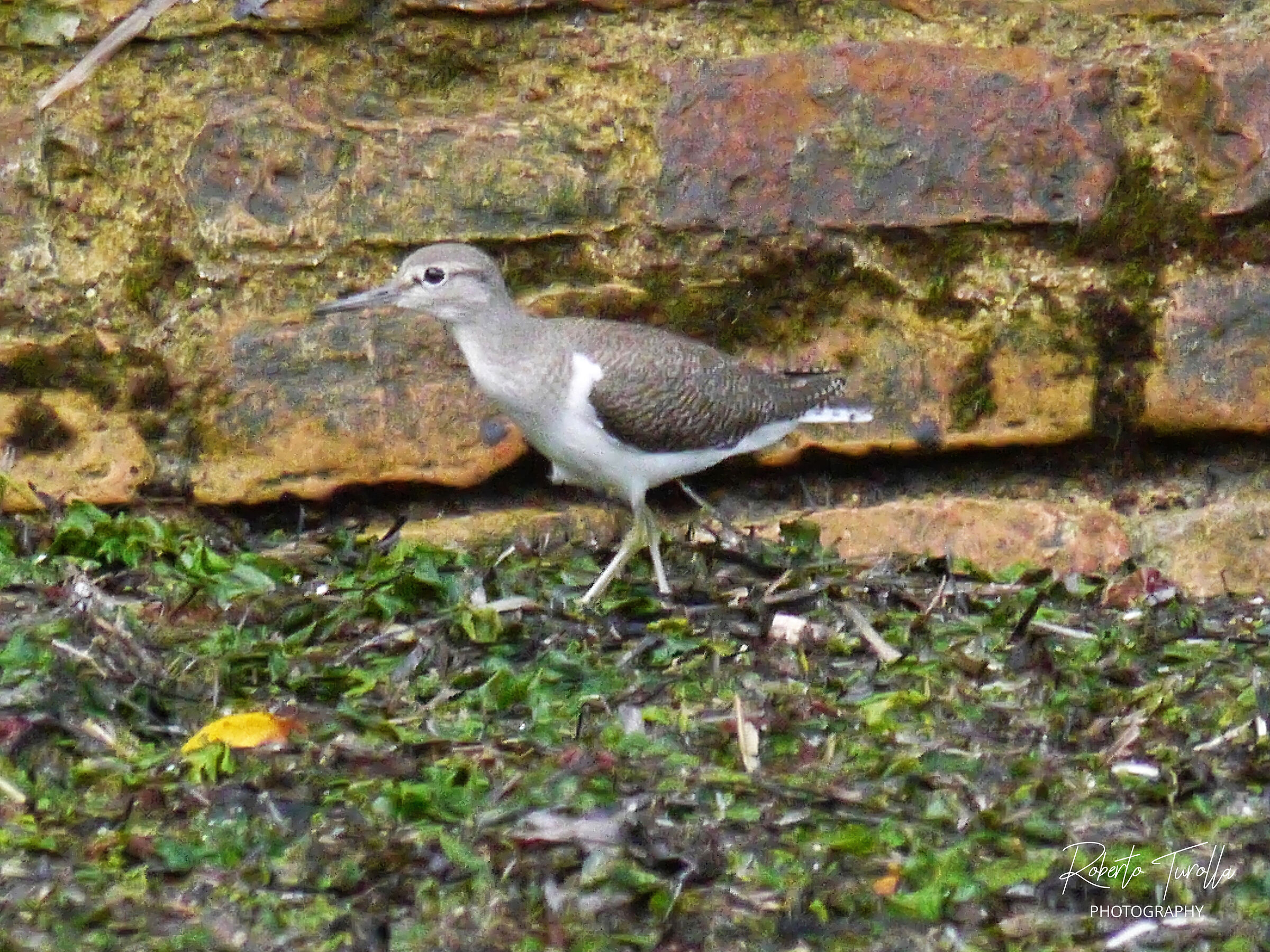 Piro Piro 2 - Lido di Venezia