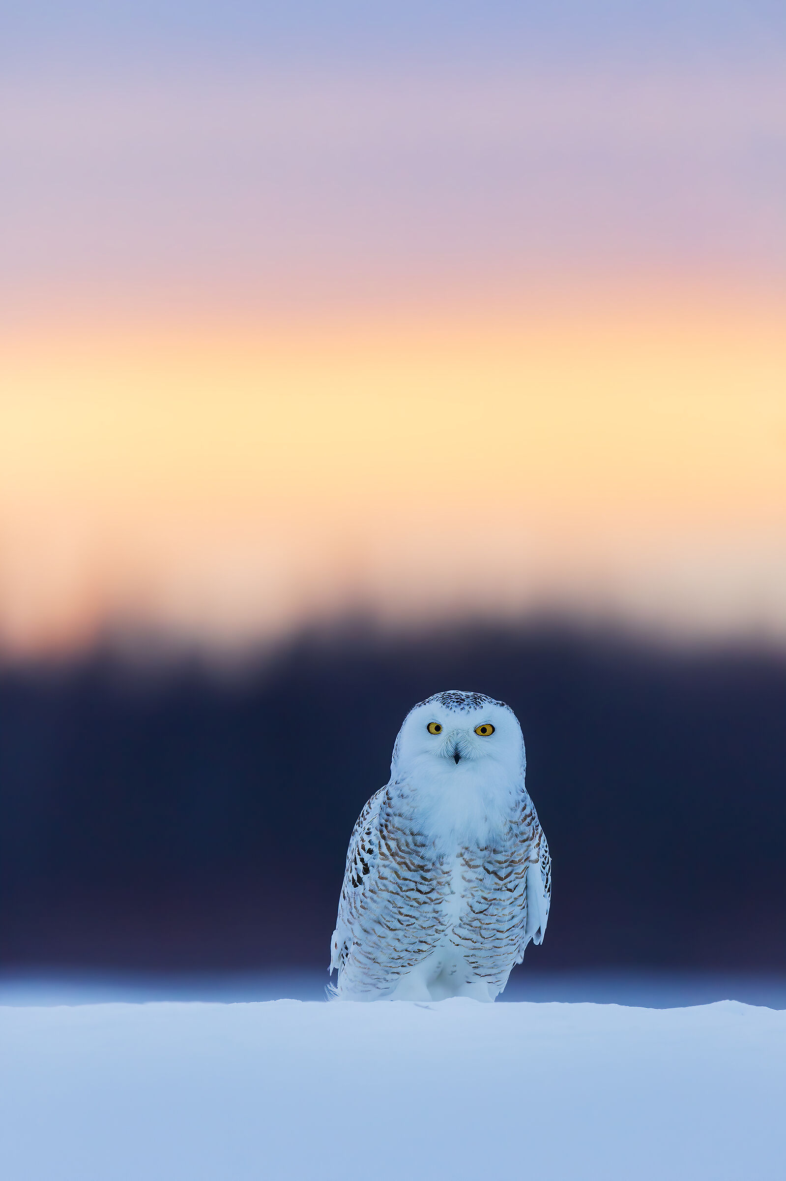 Nella luce del tramonto