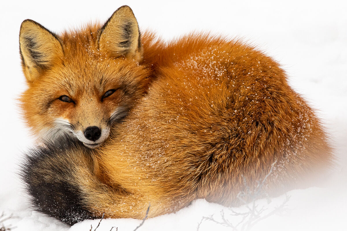 Il riposo della Volpe