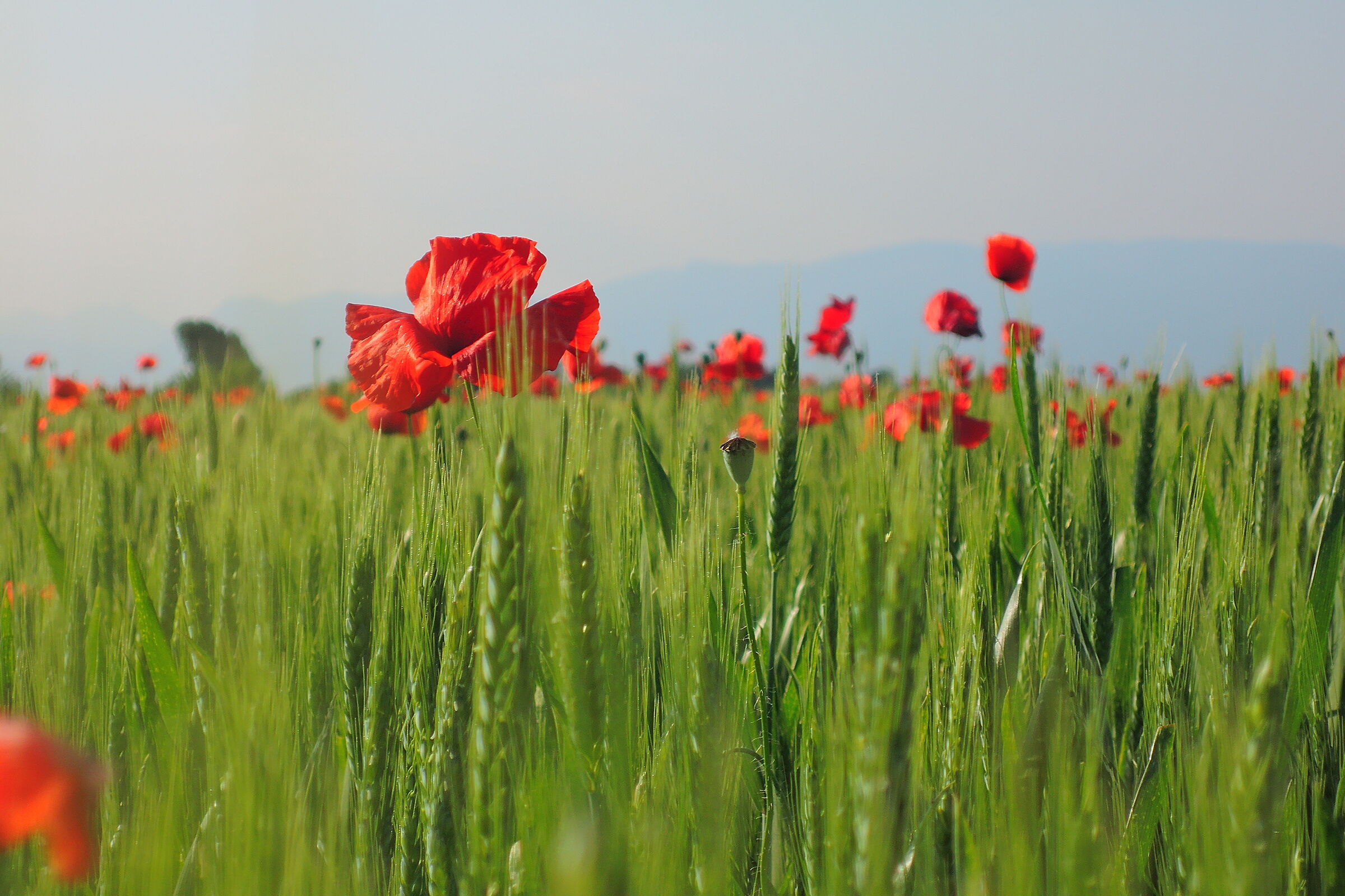 Primavera rigogliosa 1