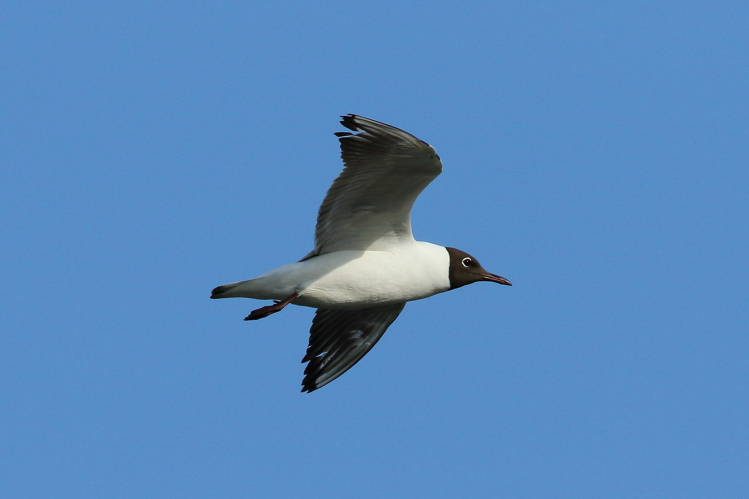 Common Seagull
