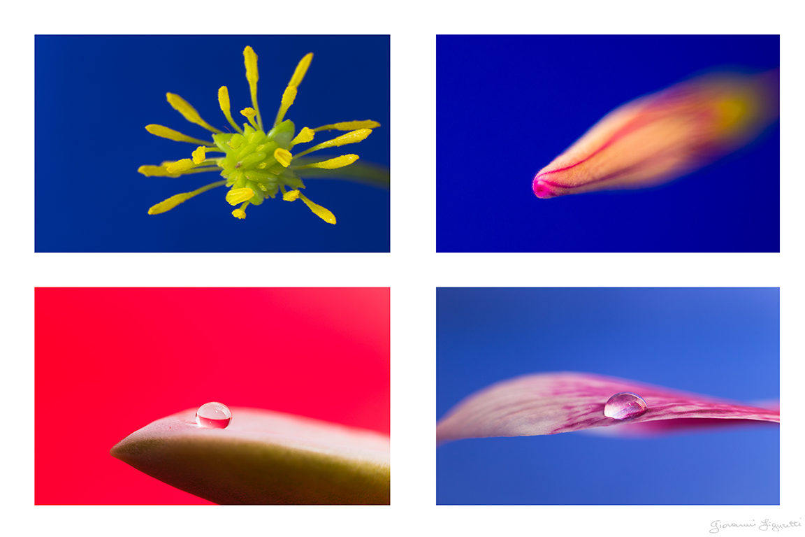 extension tubes and reverse ring