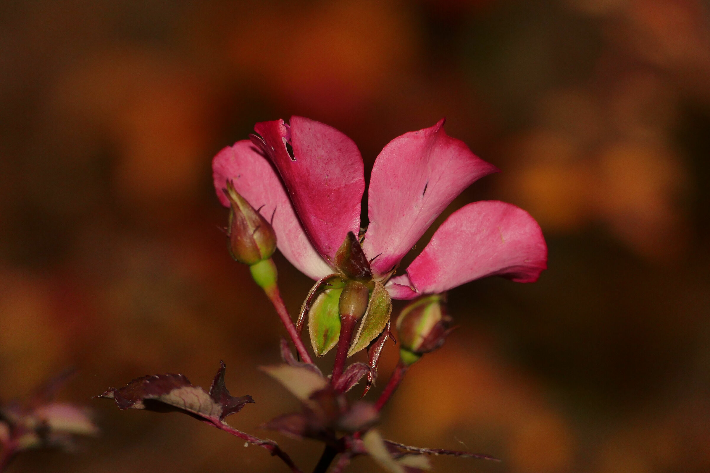 Mountain flower
