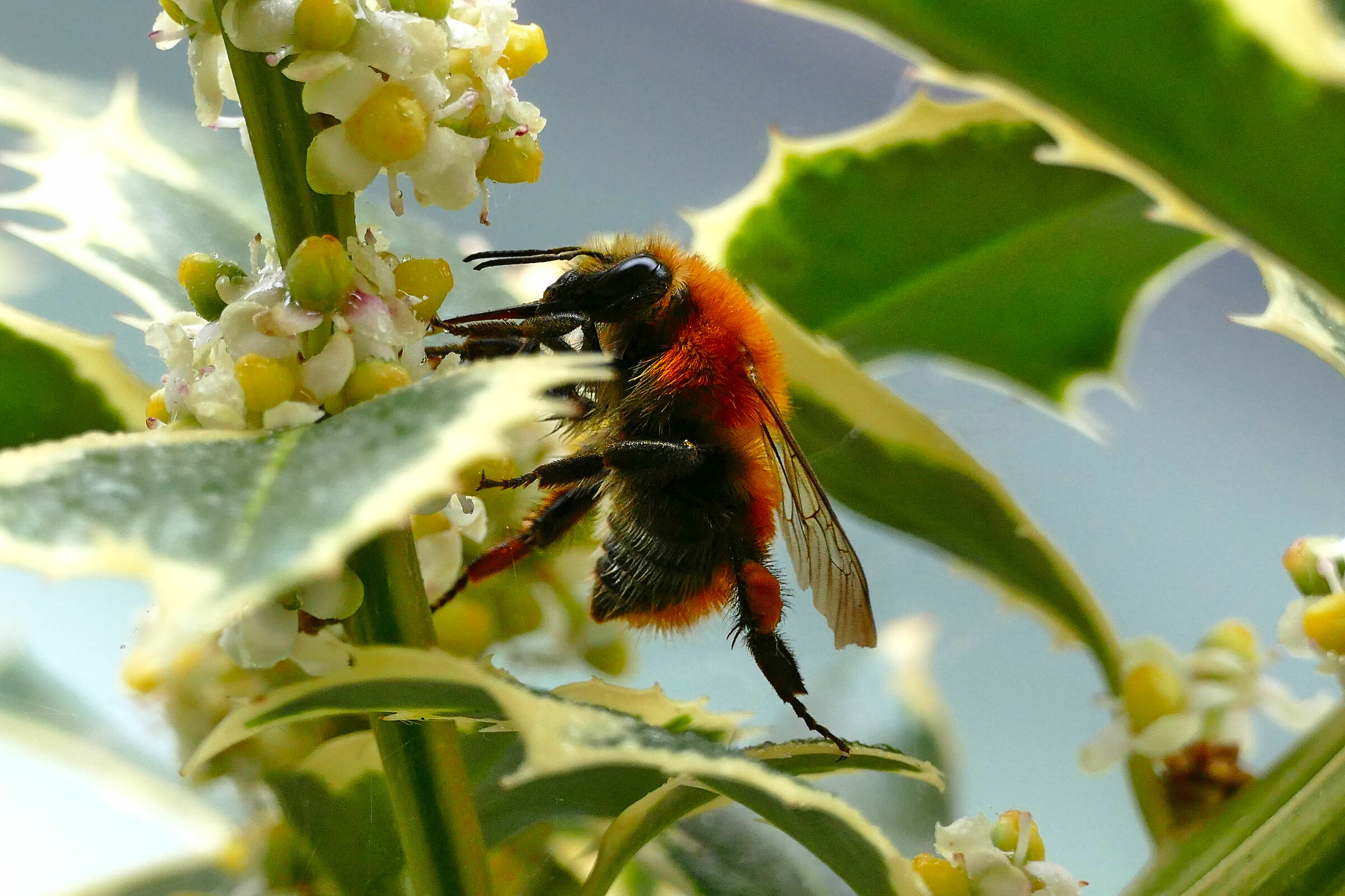 Acrobatic bombo
