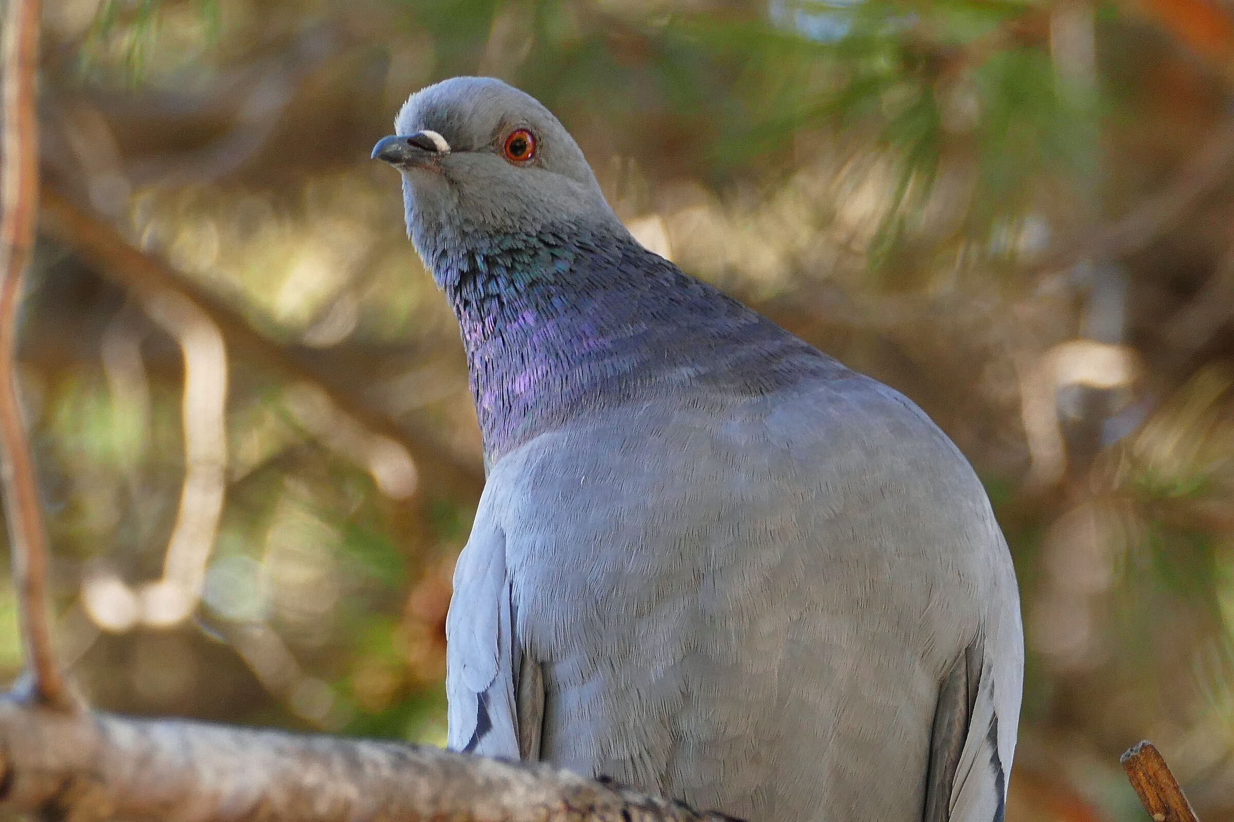 Pigeon on a pine branch