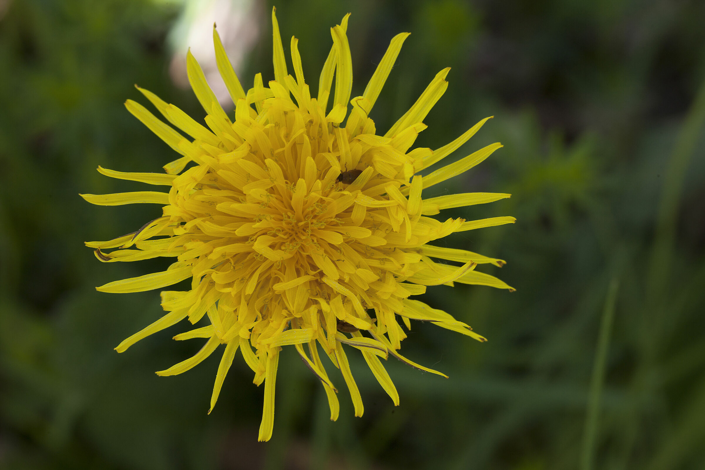 Dandelion