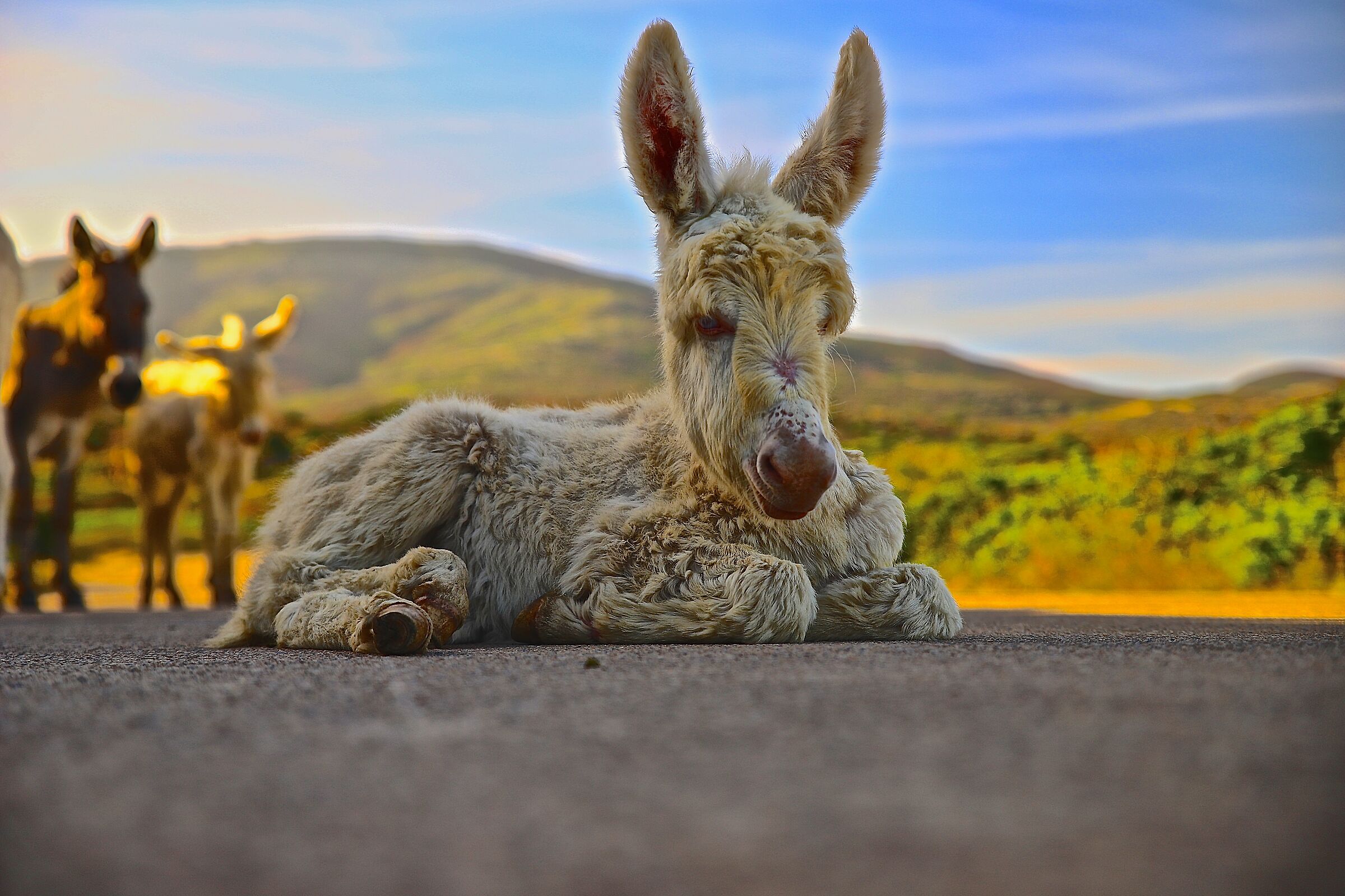 Asinara Island White Donkey