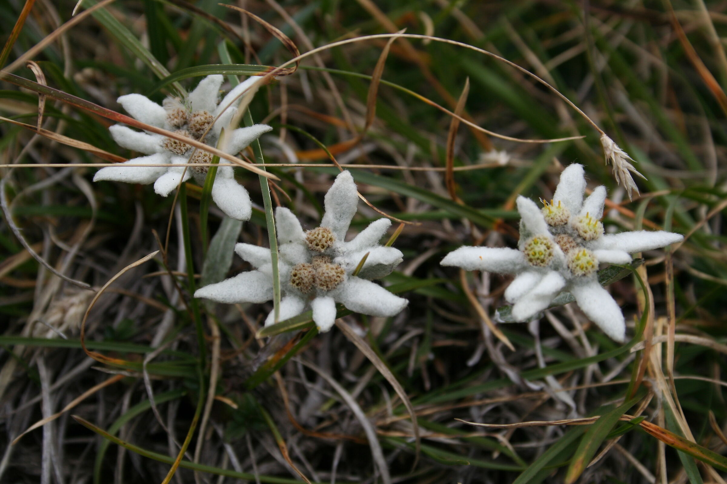 Alpine stars of the Pasubio
