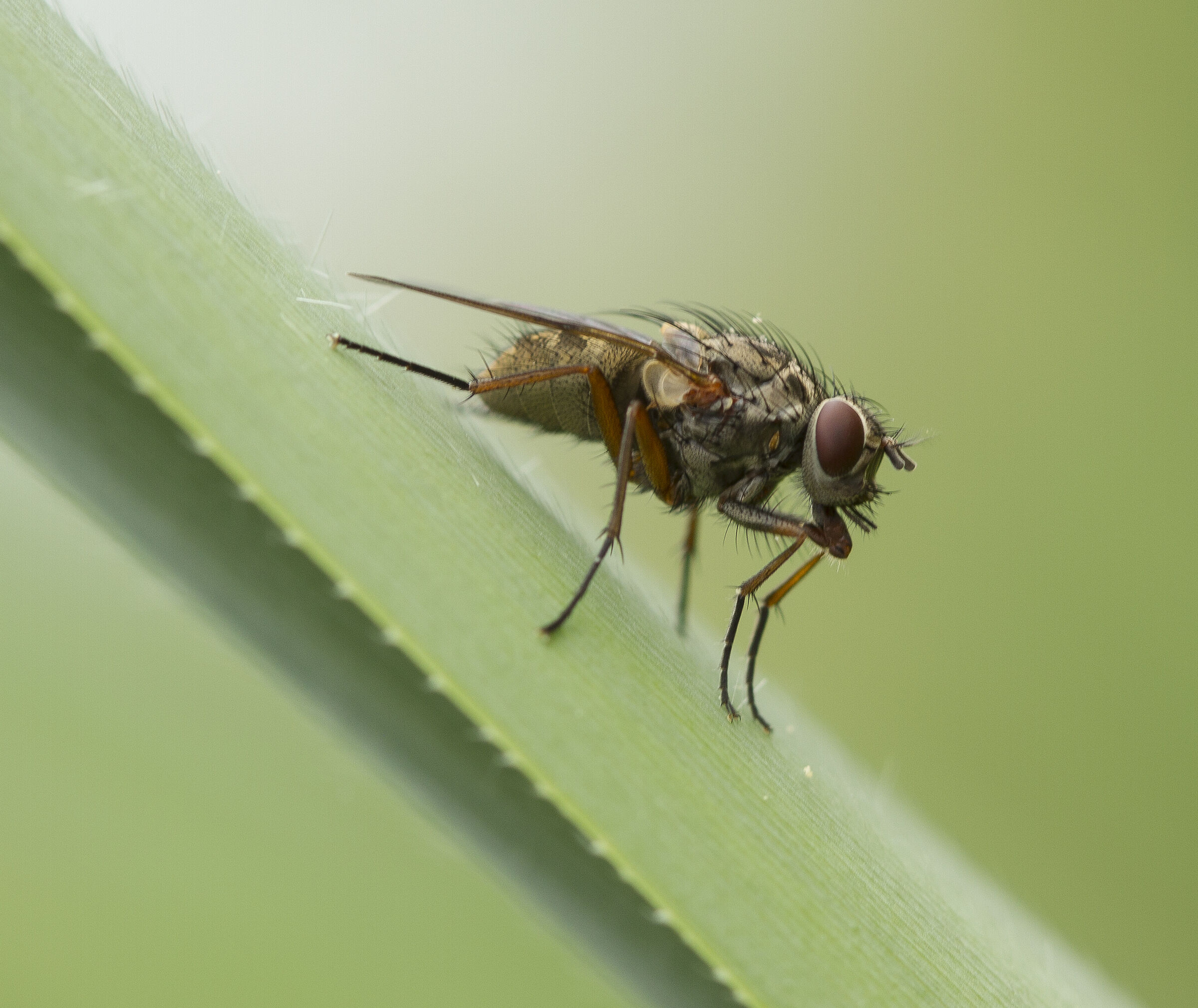 Before you take flight