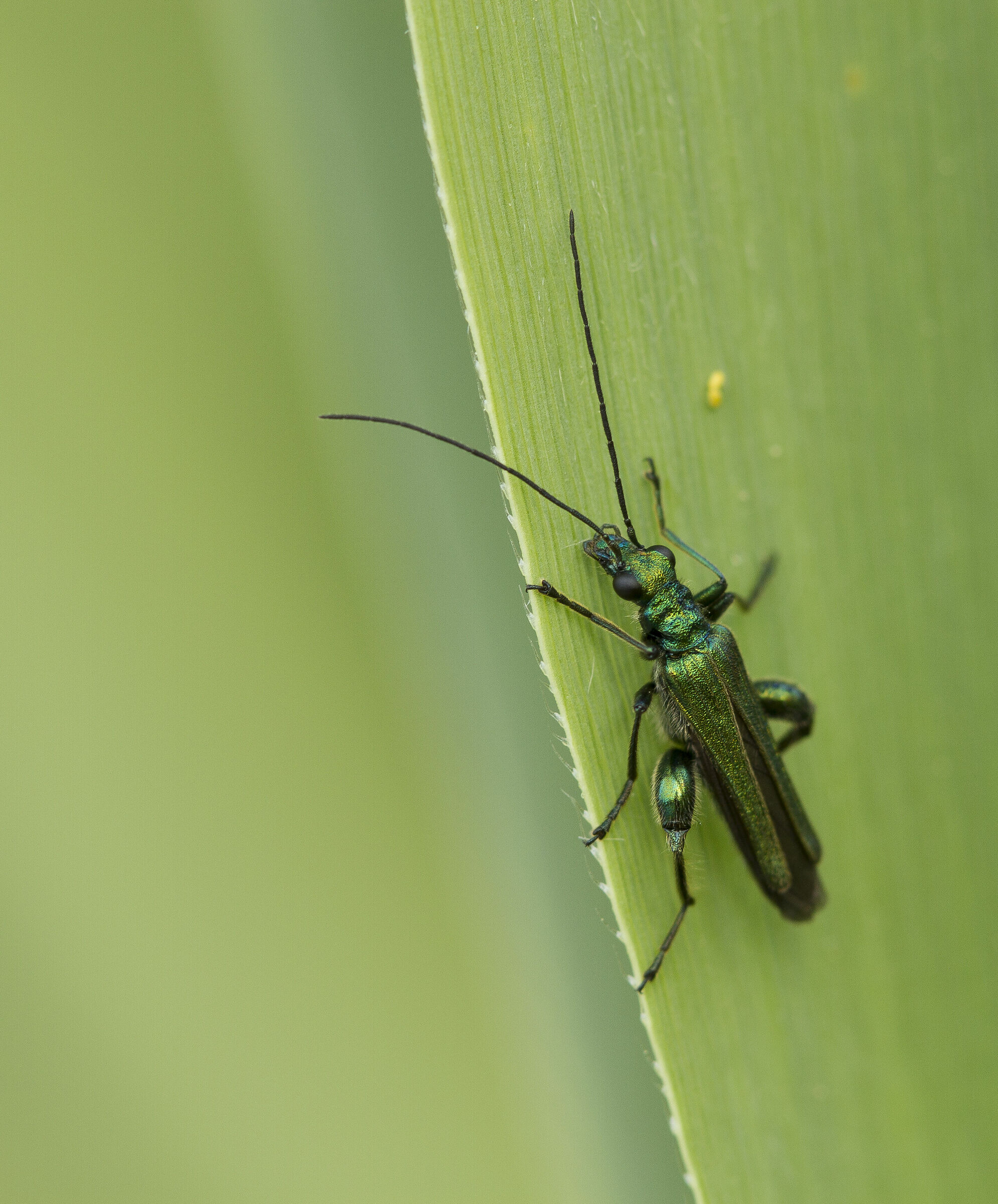 Oedemera nobilis