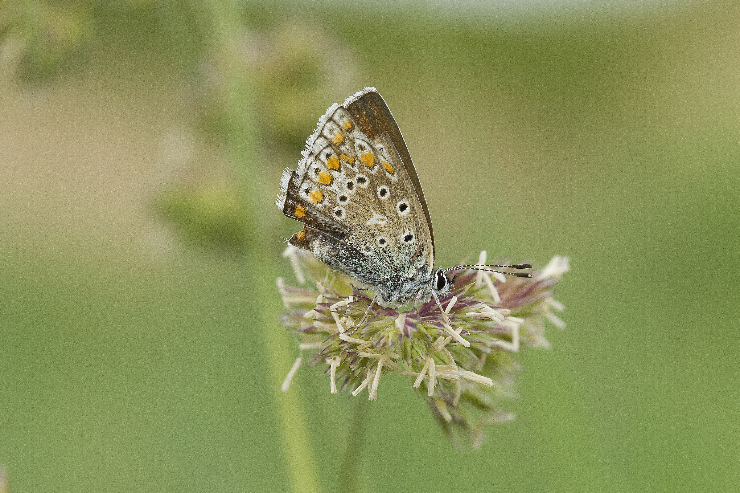 Butterfly on flower in the morning