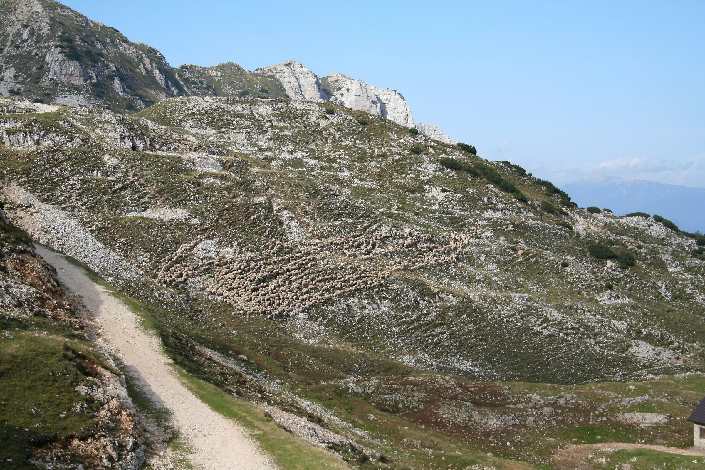 A flock camouflages itself between stones and grass
