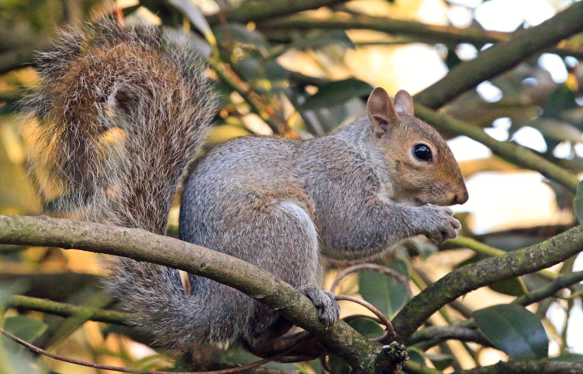 Scoiattolo su albero