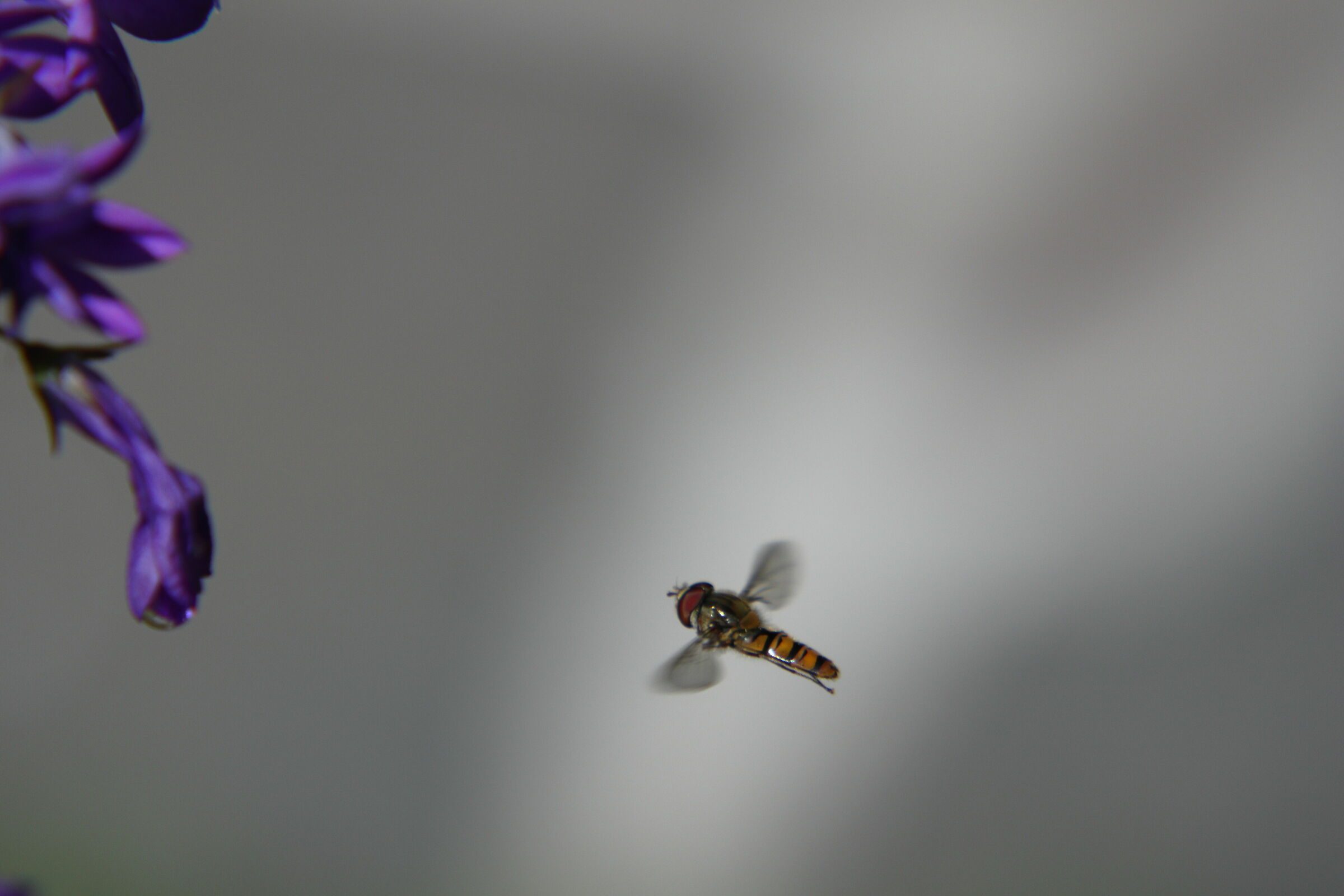 La colazione è servita