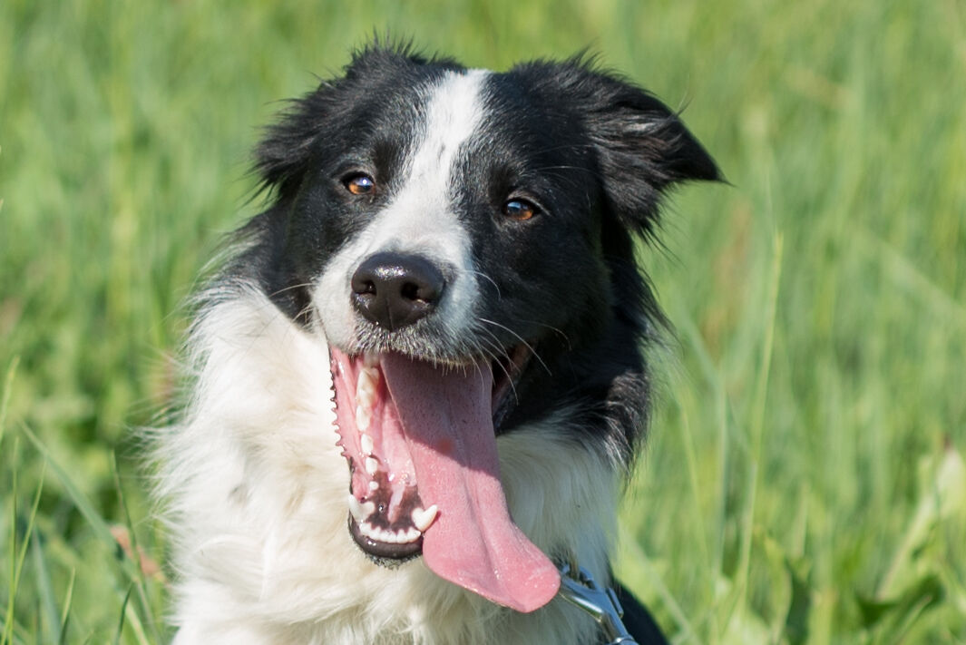 Il mio cucciolone, Sven?