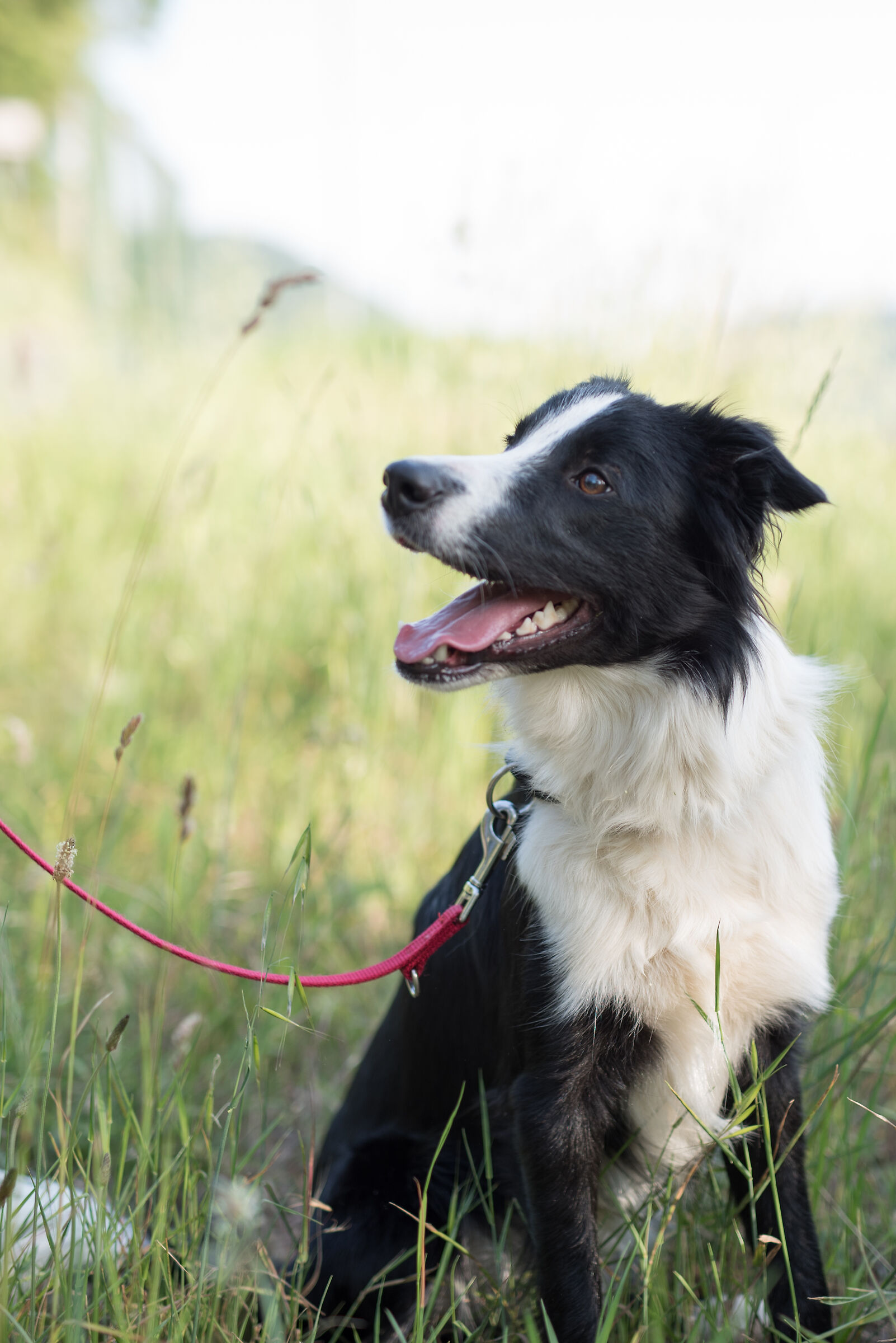 Sven, border collie, 11 mesi