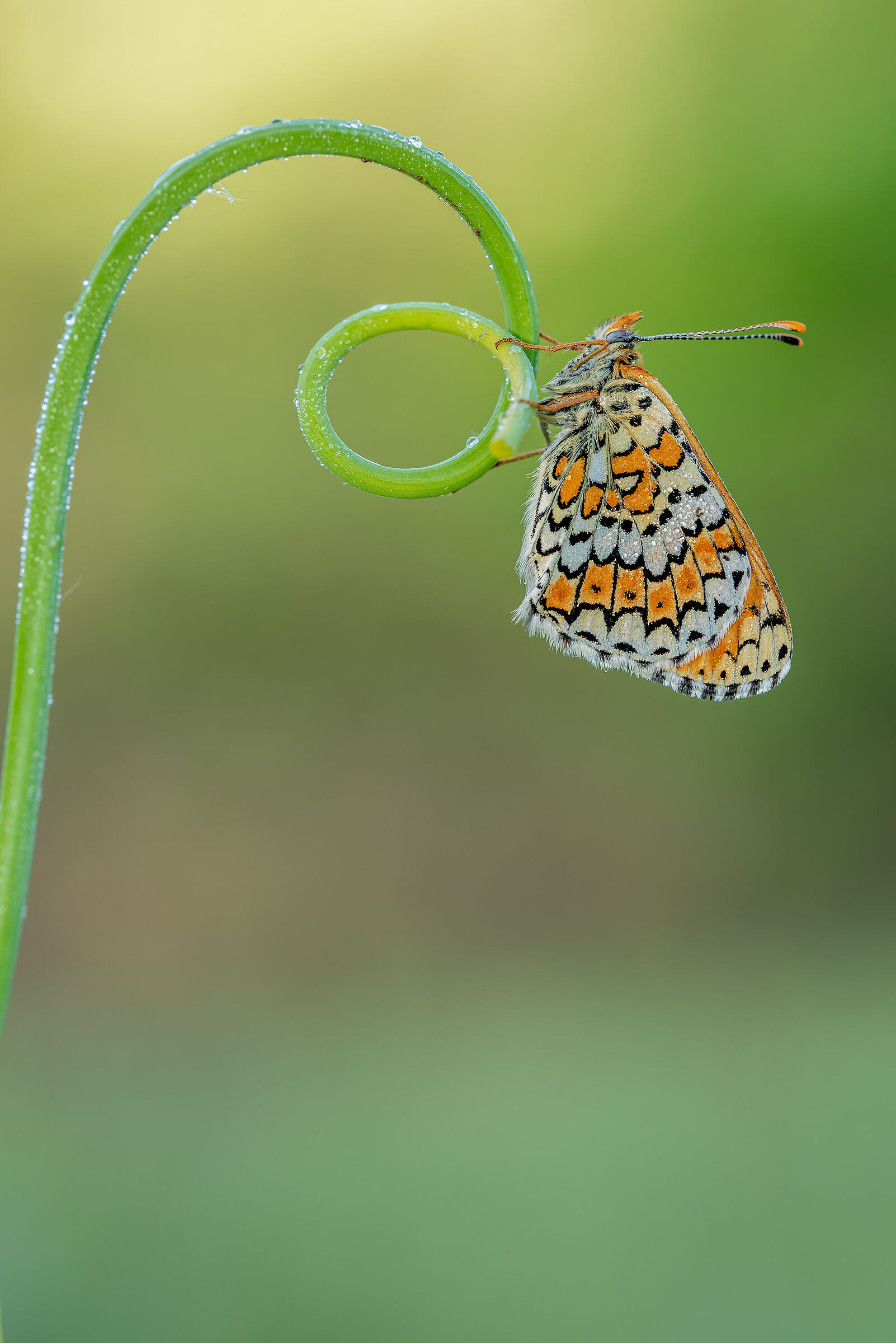 Melitaea