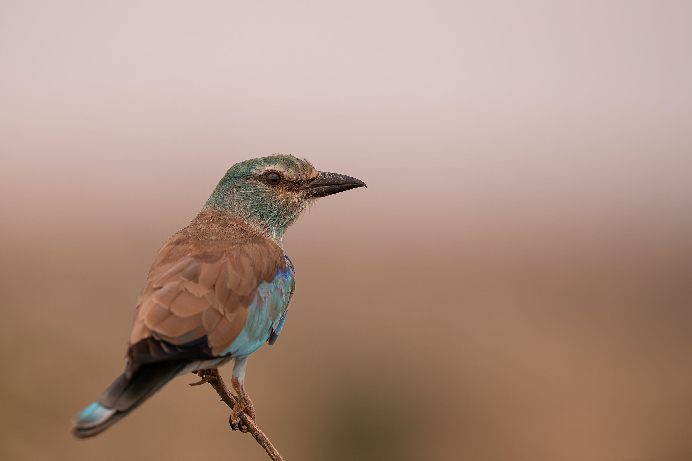 Sea jay (Coracias garrulus)