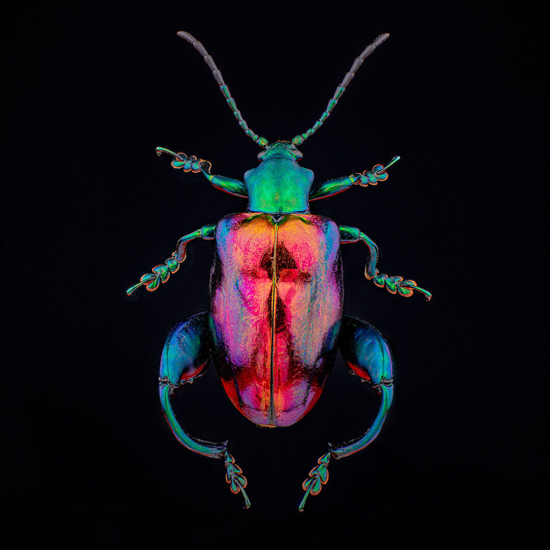 Sagra buqueti - femmina