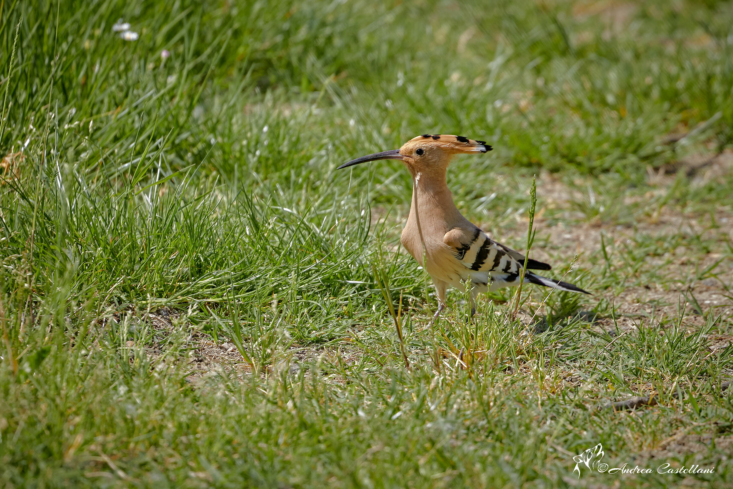 Hoopoe
