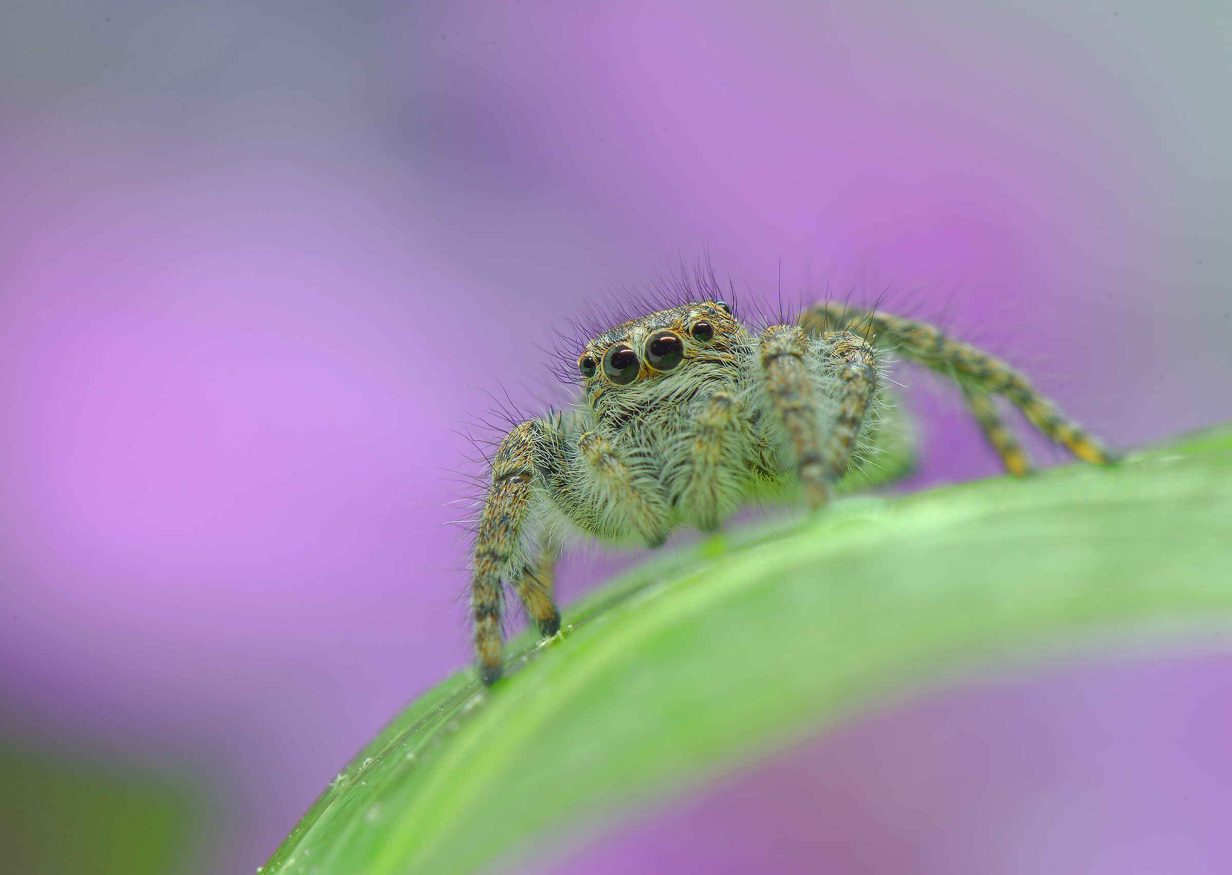 Salticidae