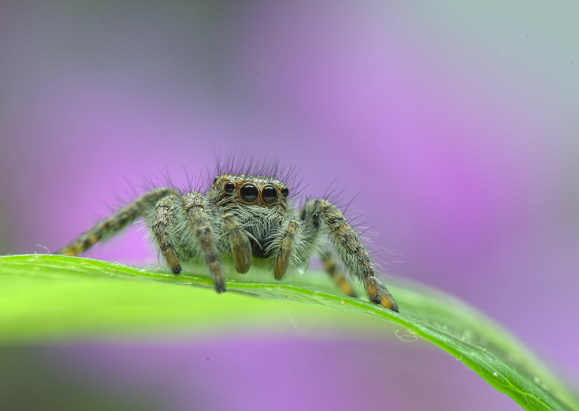 Salticidae