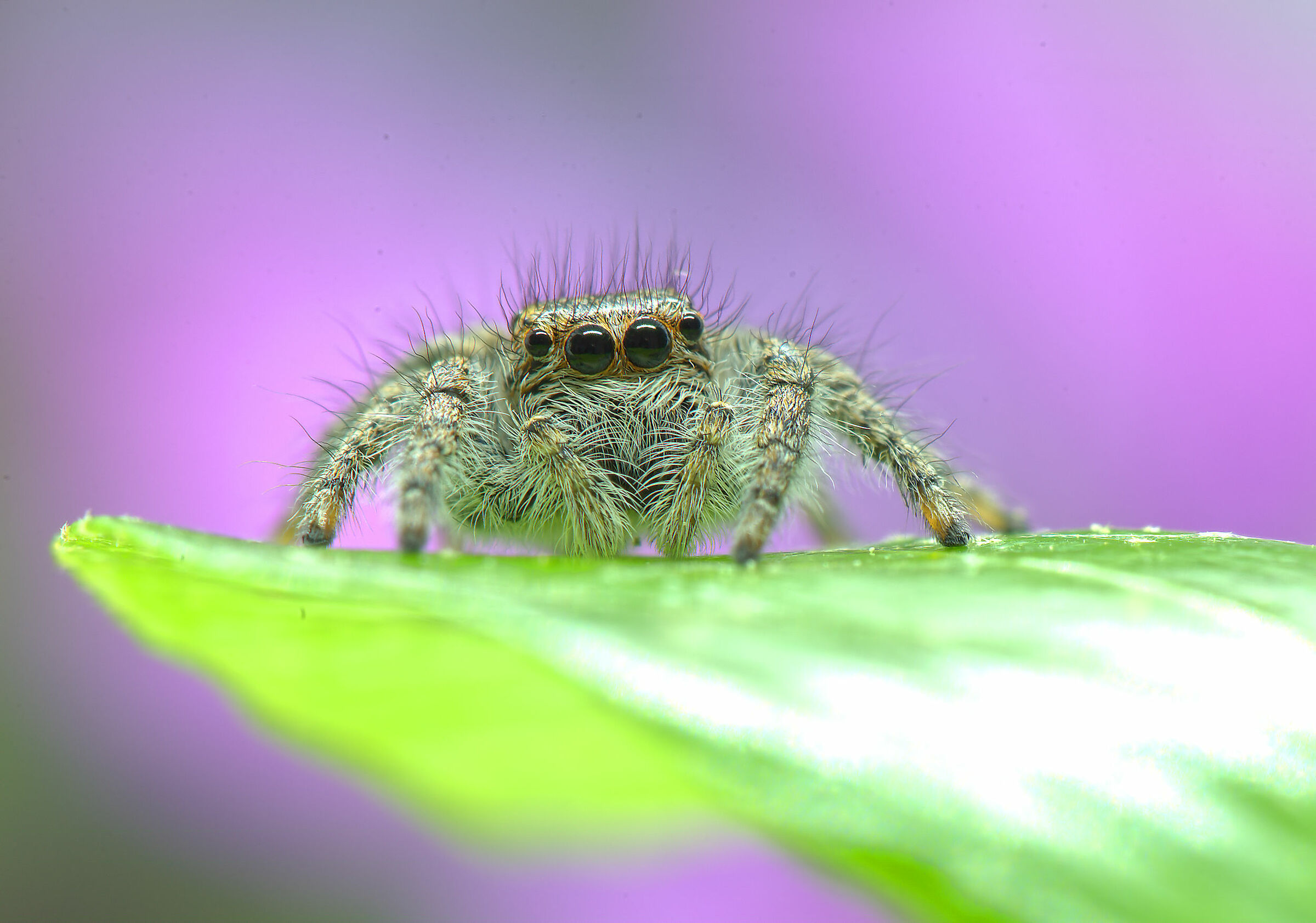 Salticidae