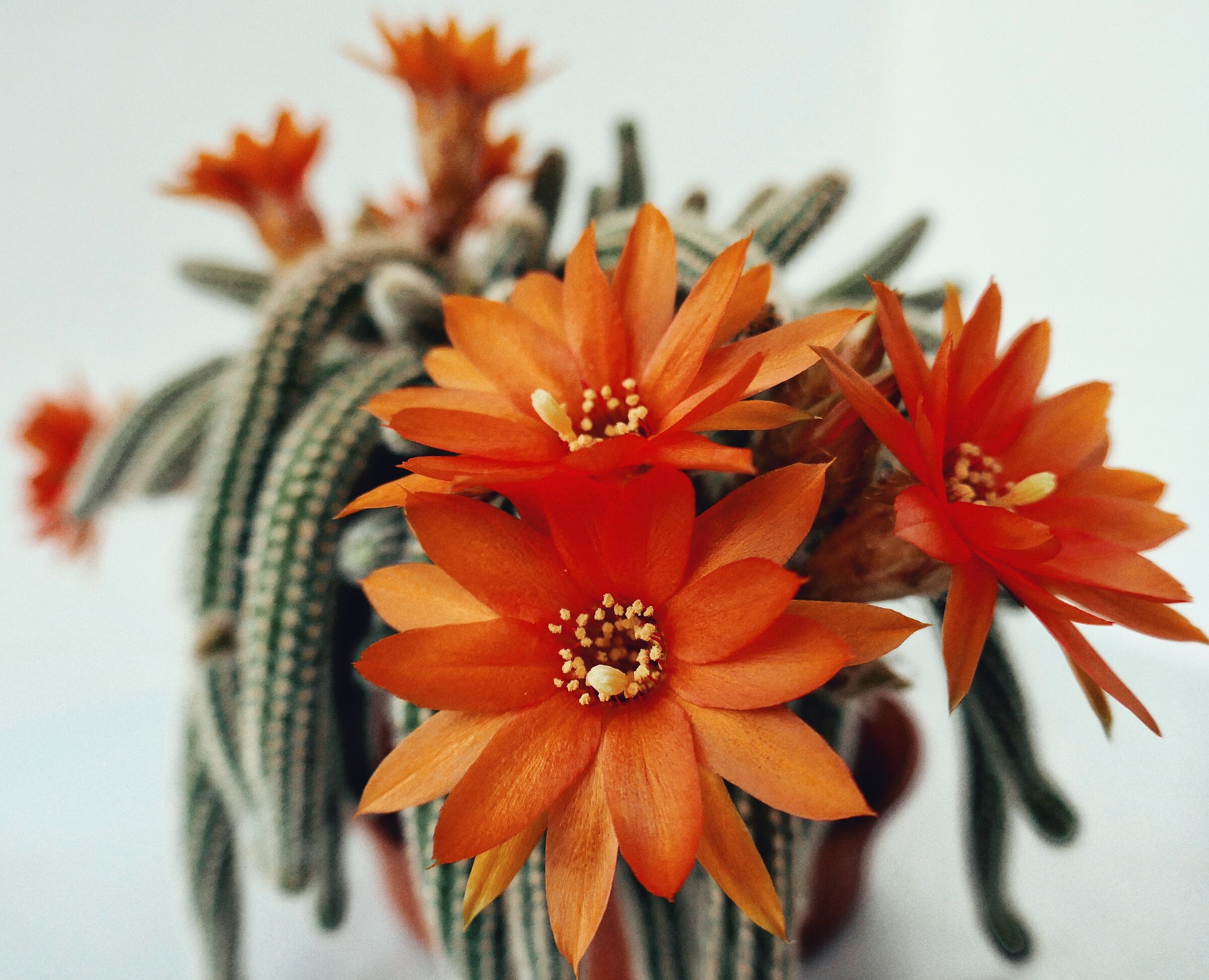 Passatempi da lockdown