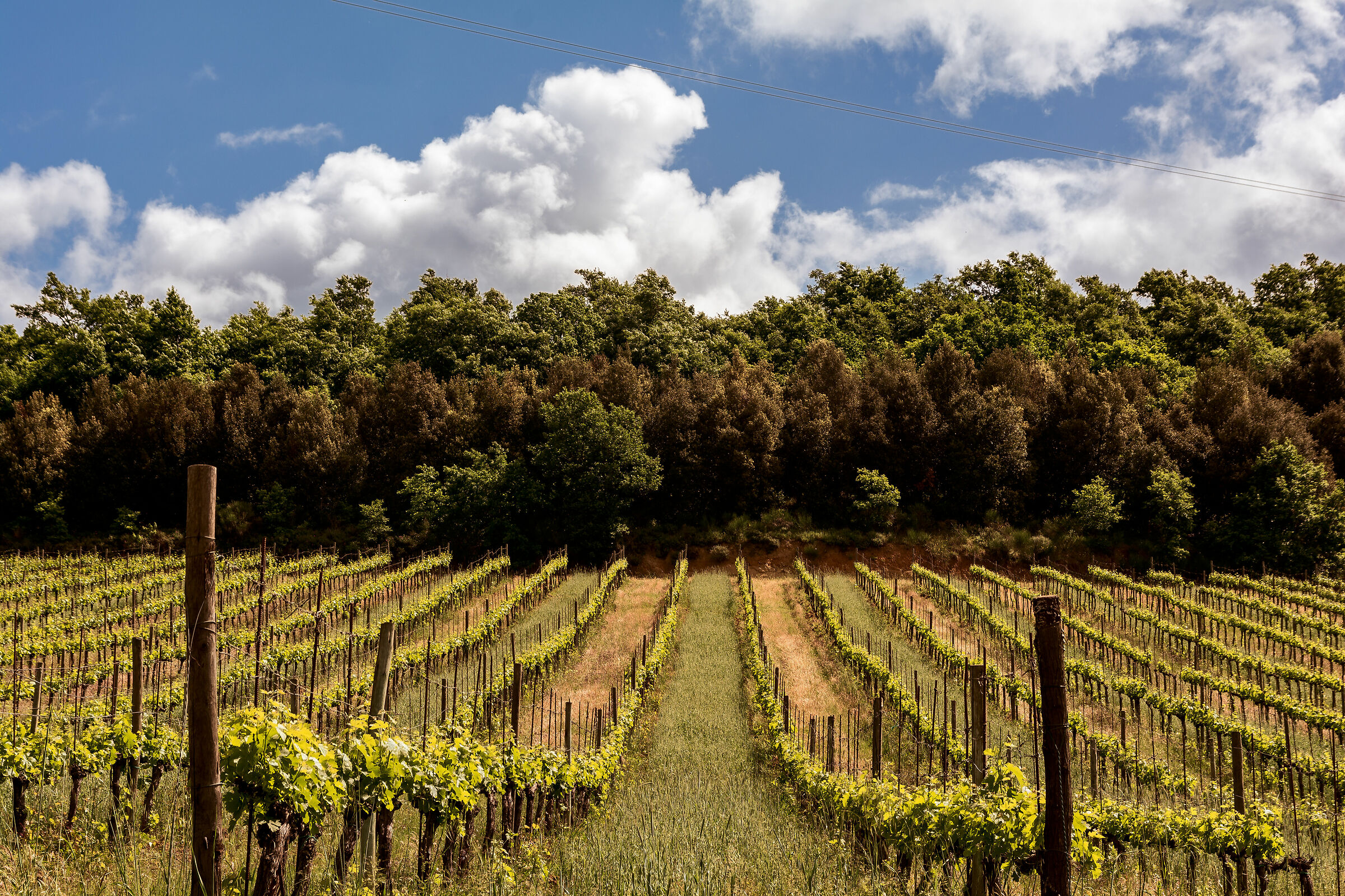 diventera' vino umbro