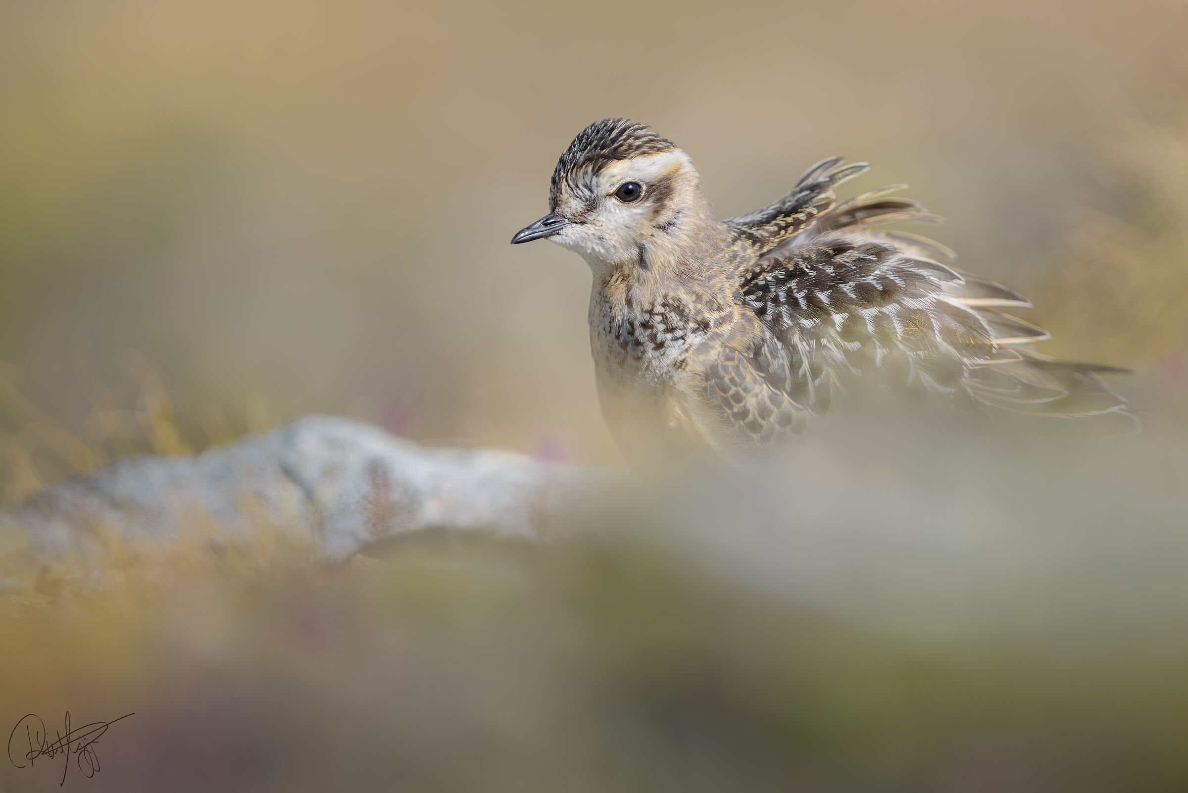 Stretching between the flowers