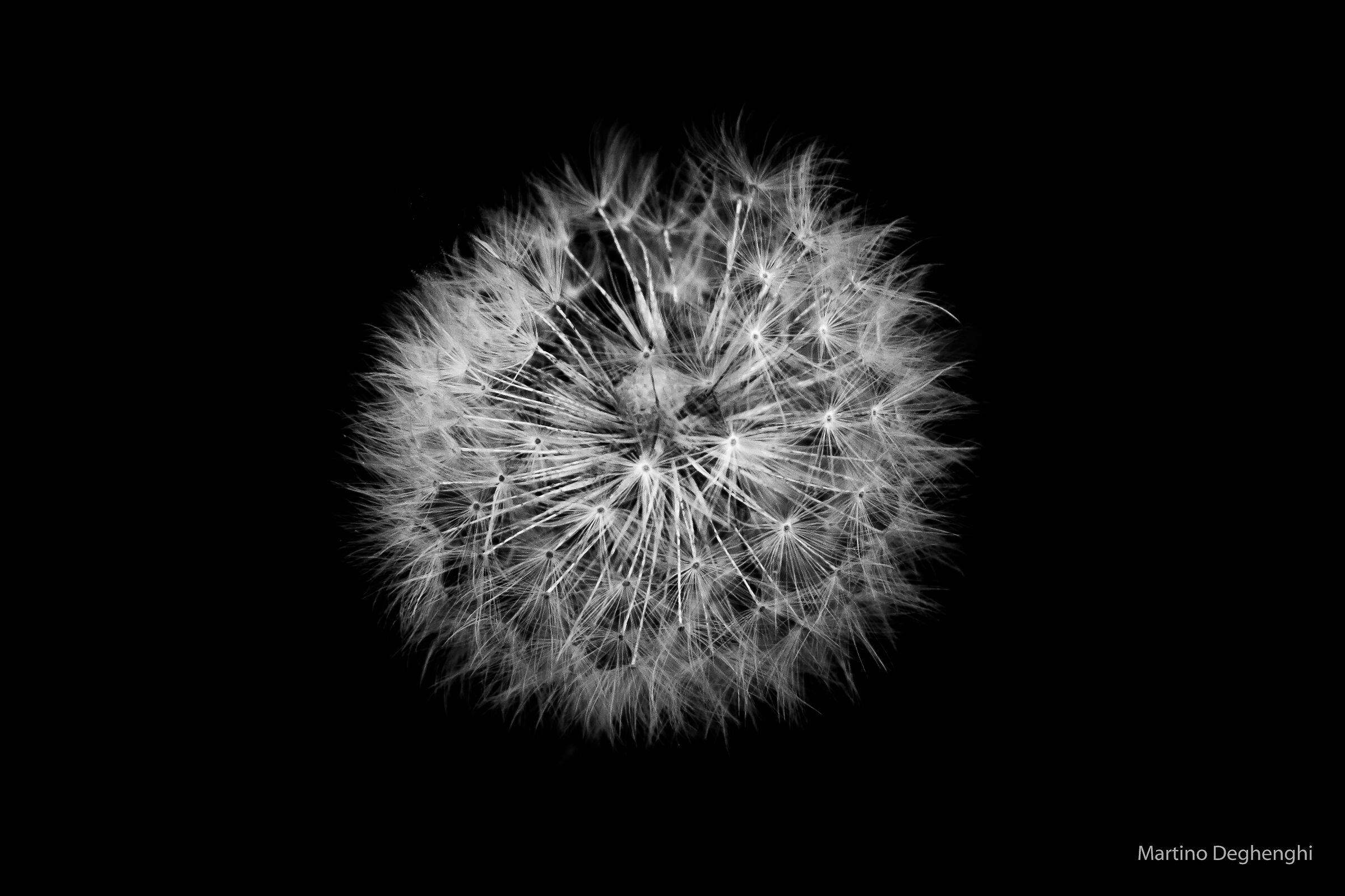 soffia