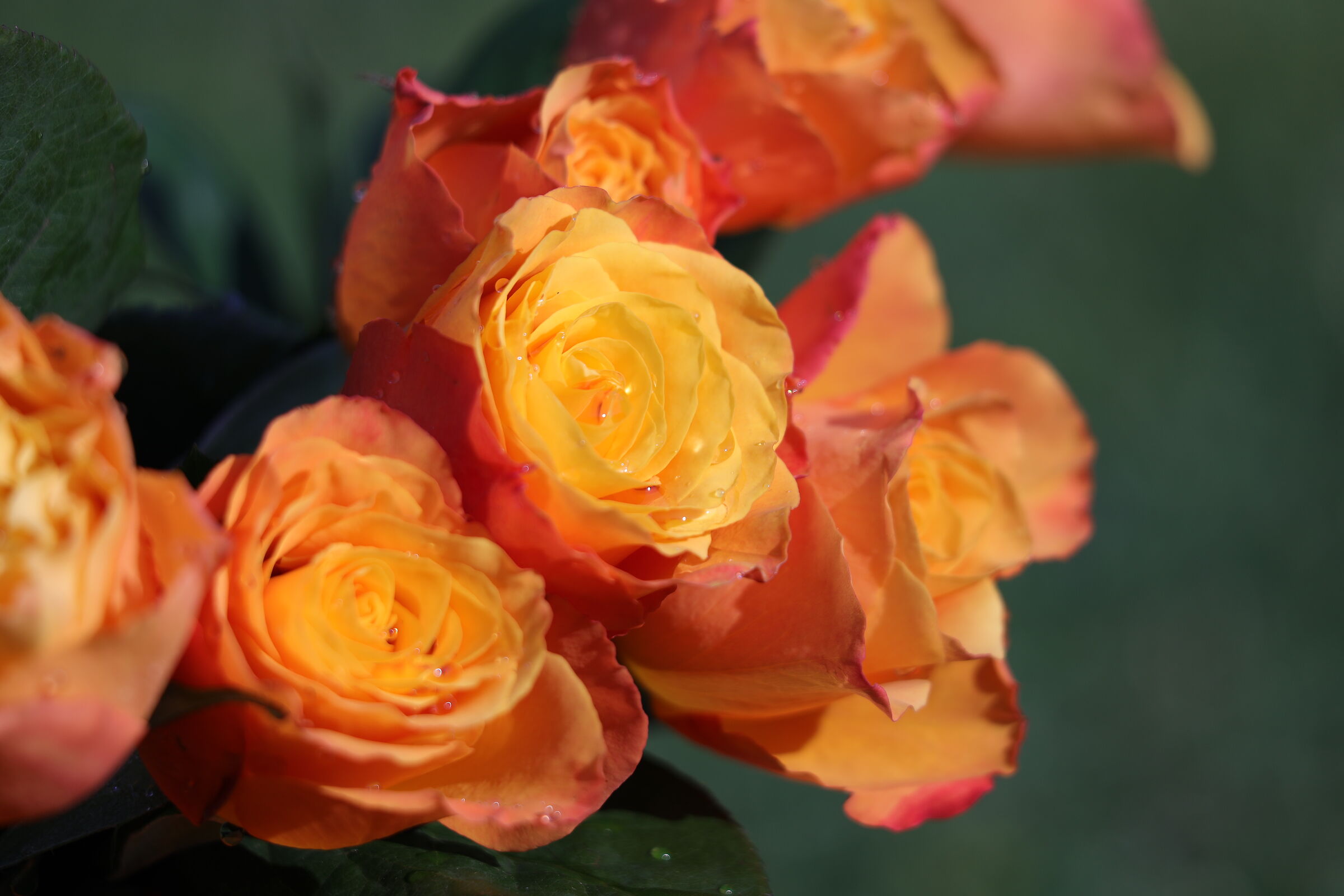 orange roses