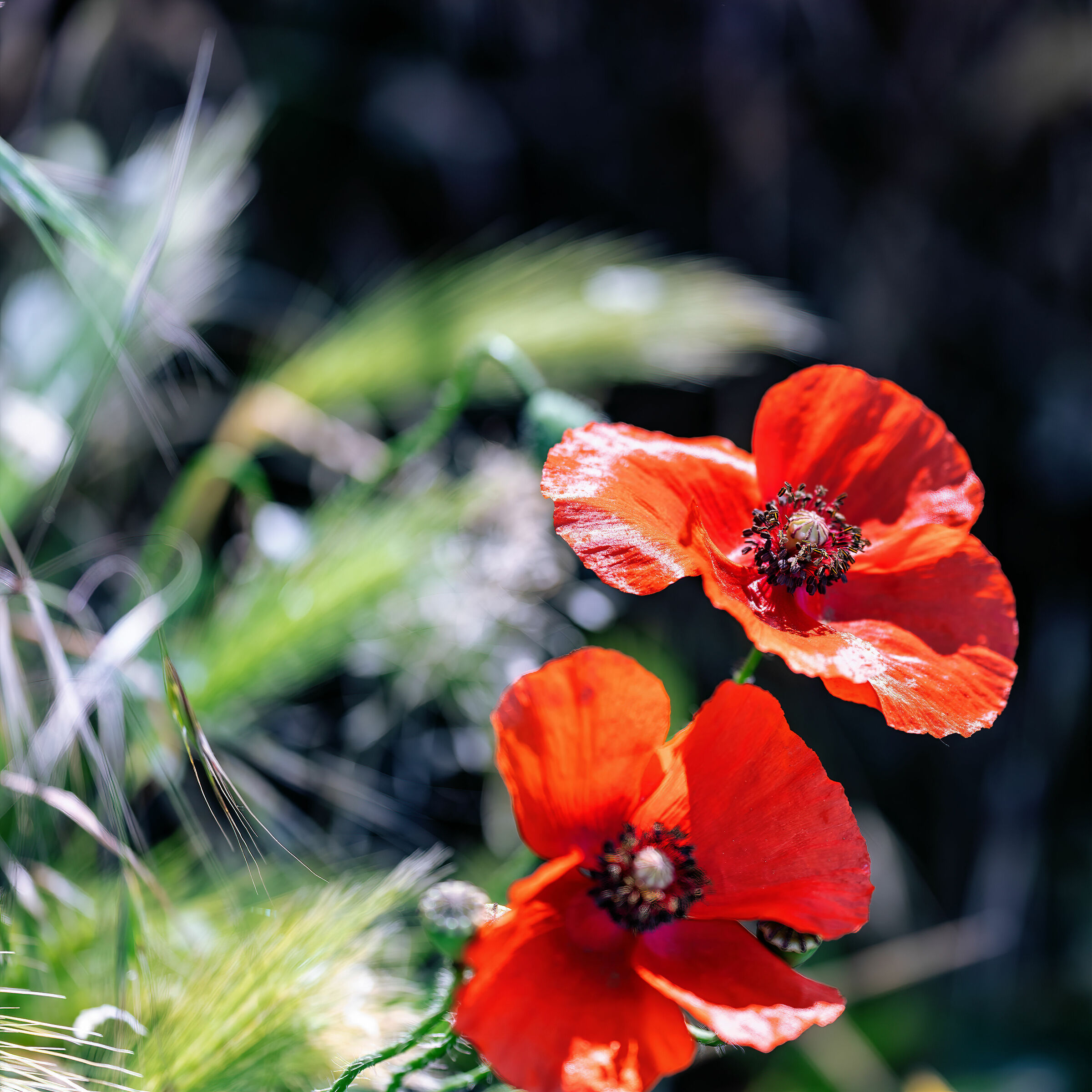 C'est la saison rouge. Cerises et coquelicots