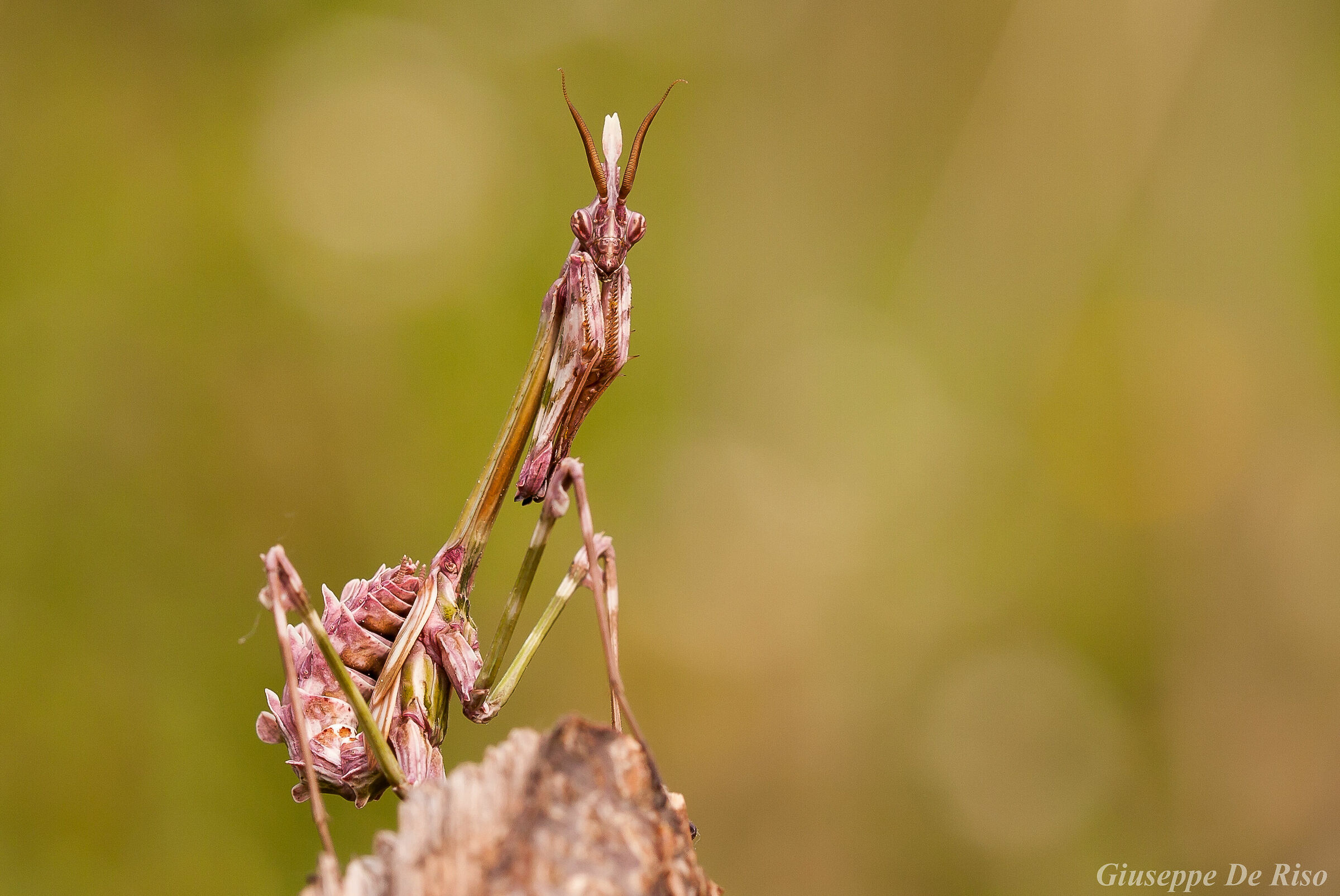 Il diavolo, certamente