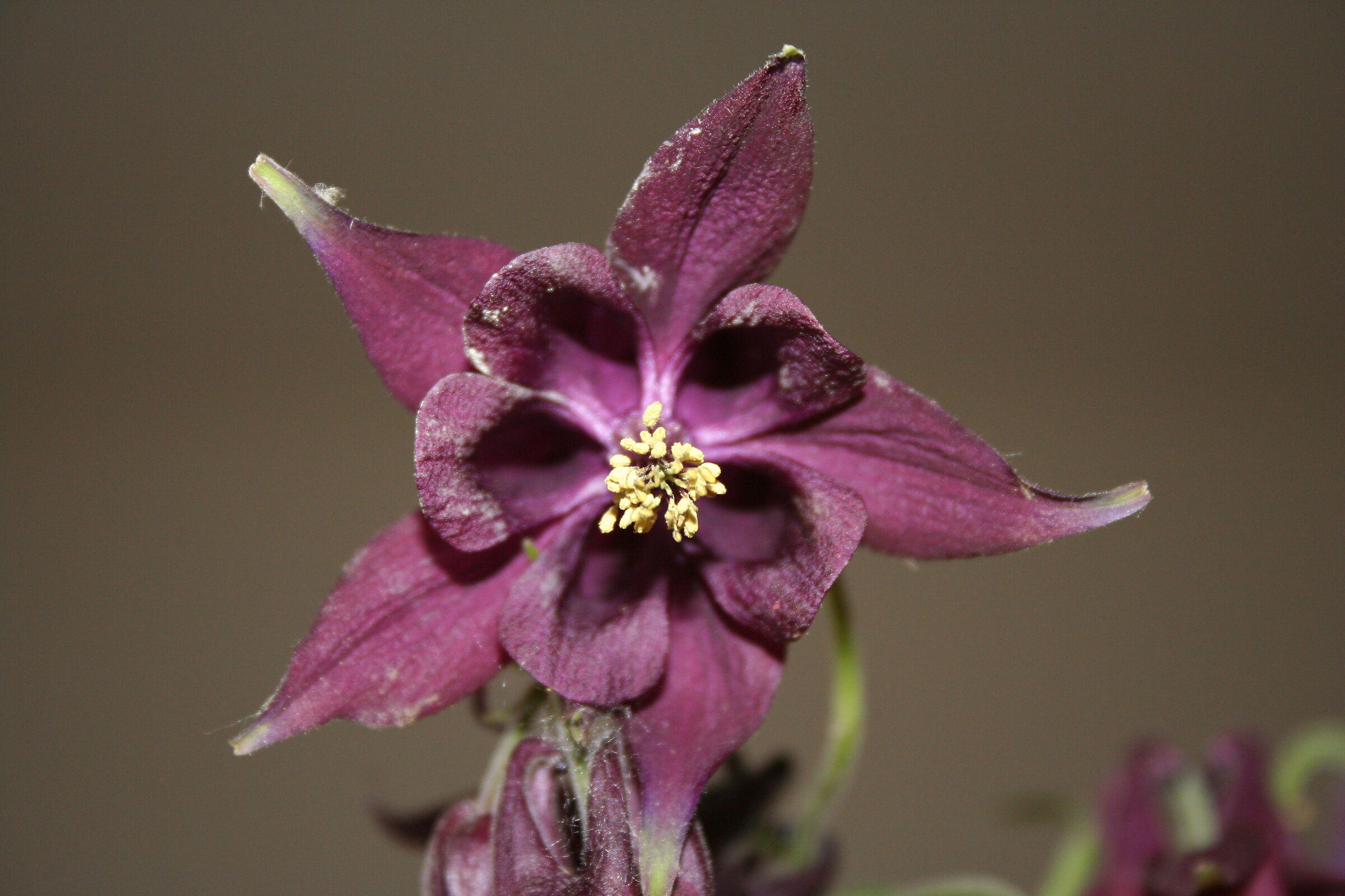 Alpine Aquilegia
