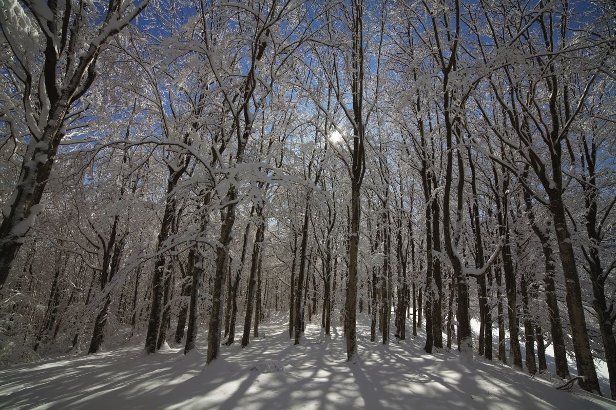 Bosco innevato - appennino piacentino