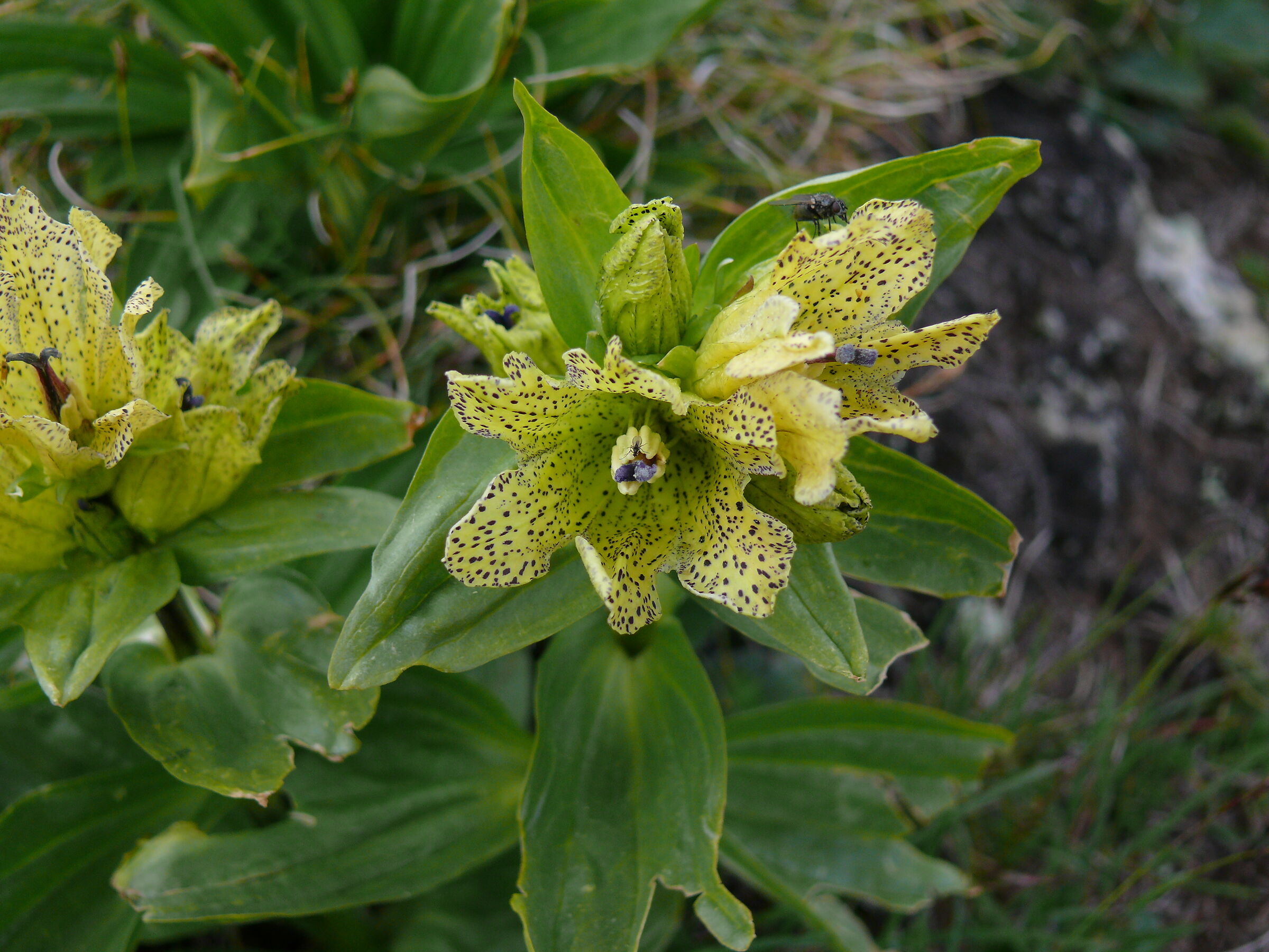 Genziana Punctata