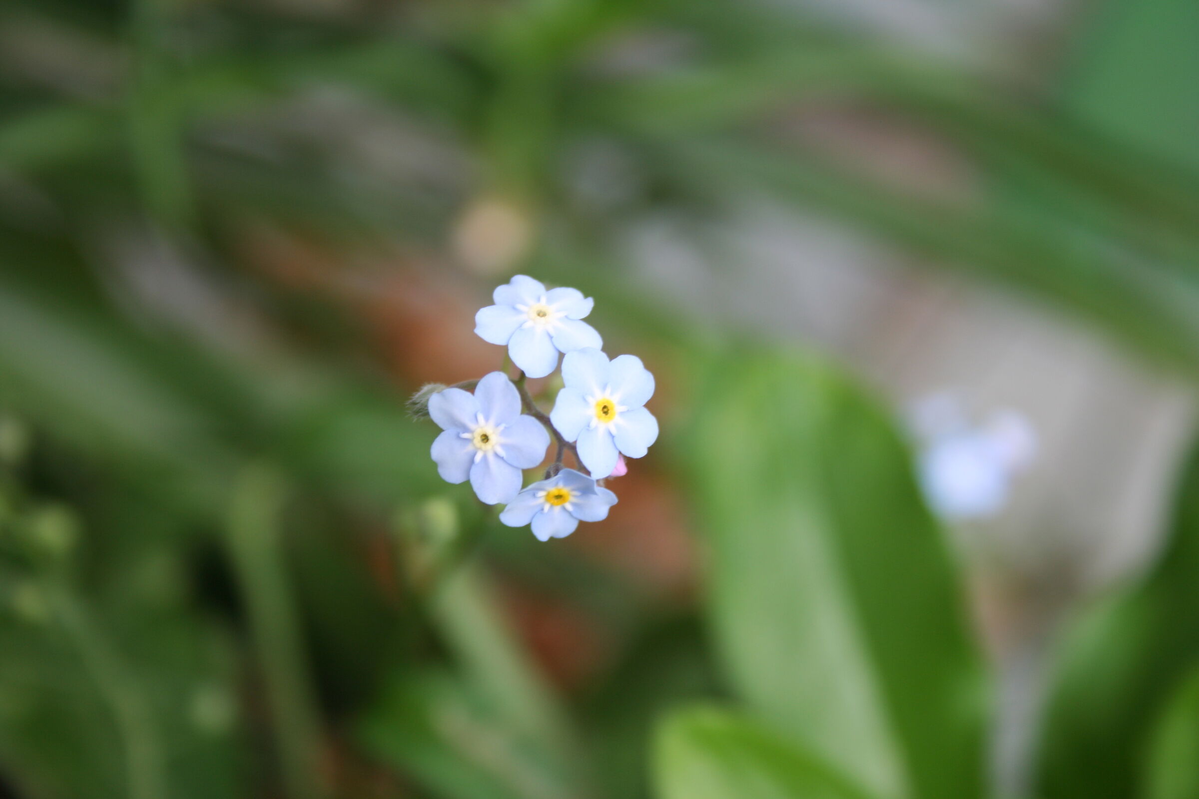 Non ti scordar di me