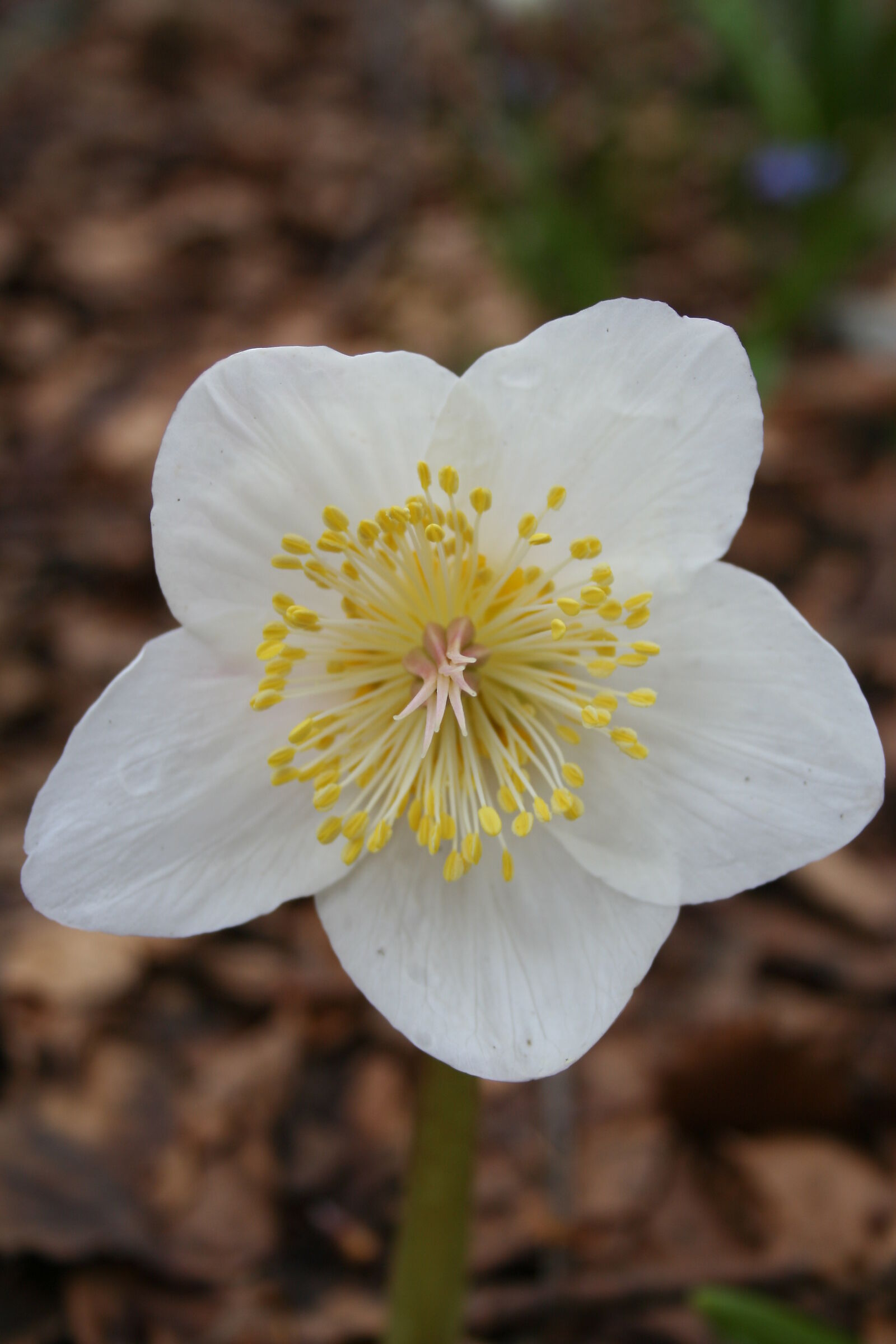 Narciso parte seconda