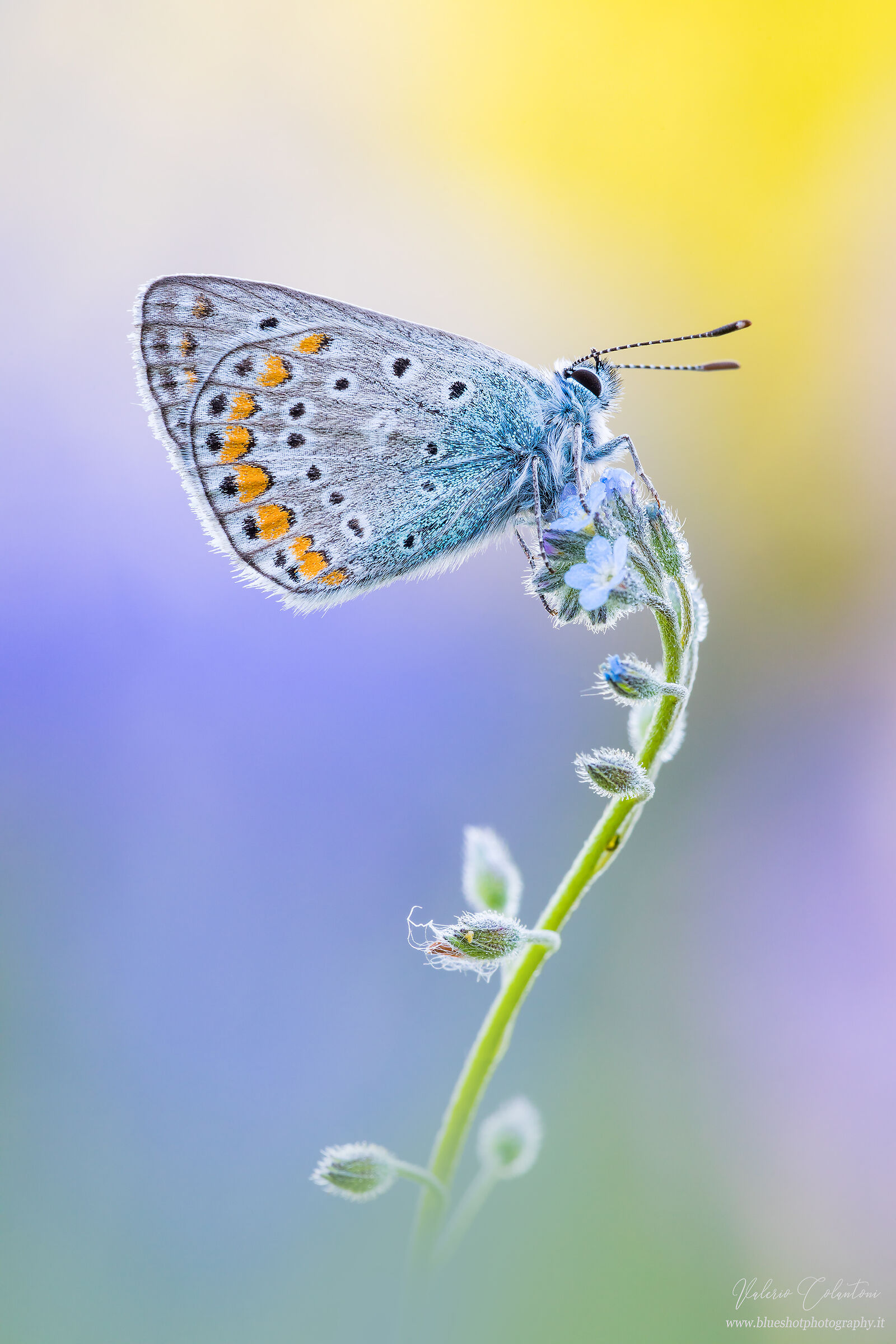 Polyommatus icarus...